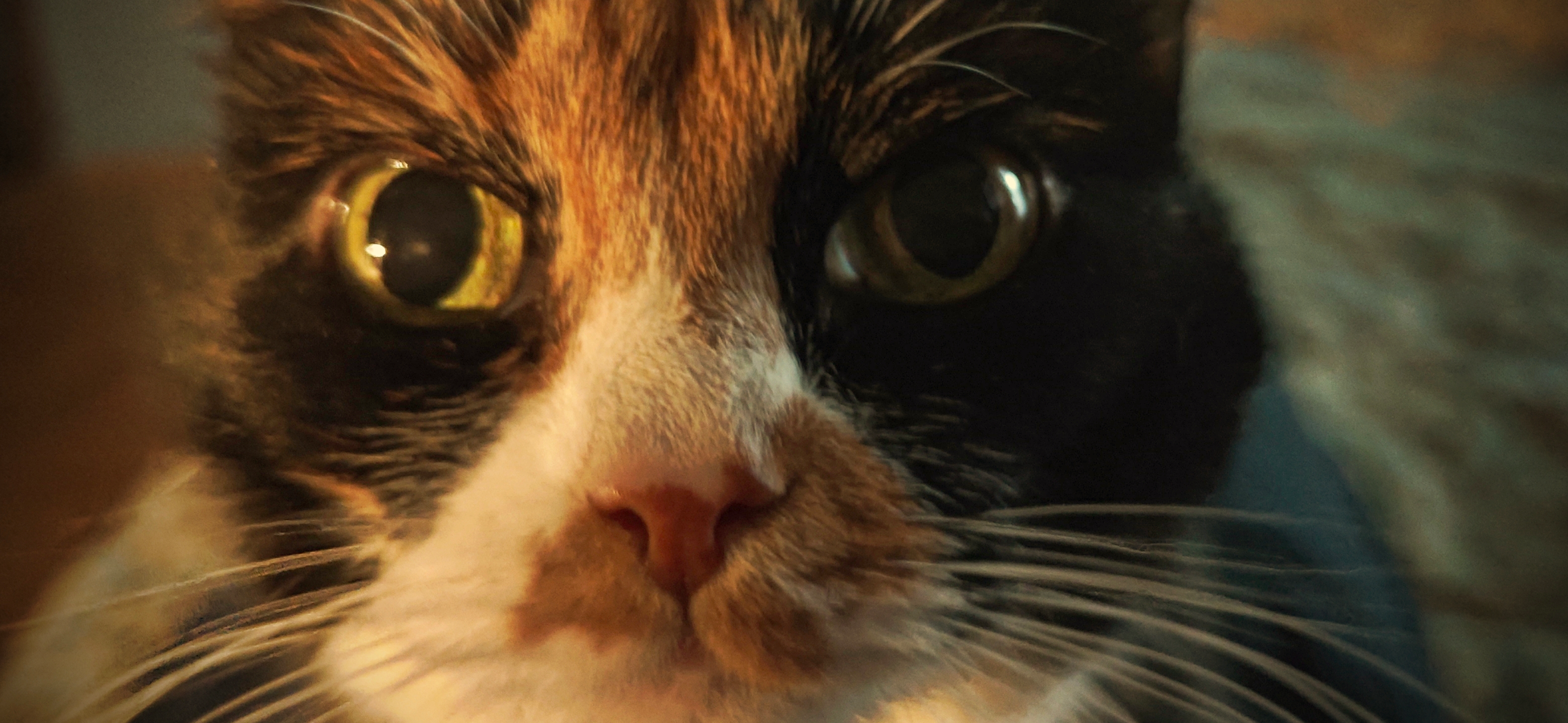 Фото питомца: кошка Дуся смотрит в камеру