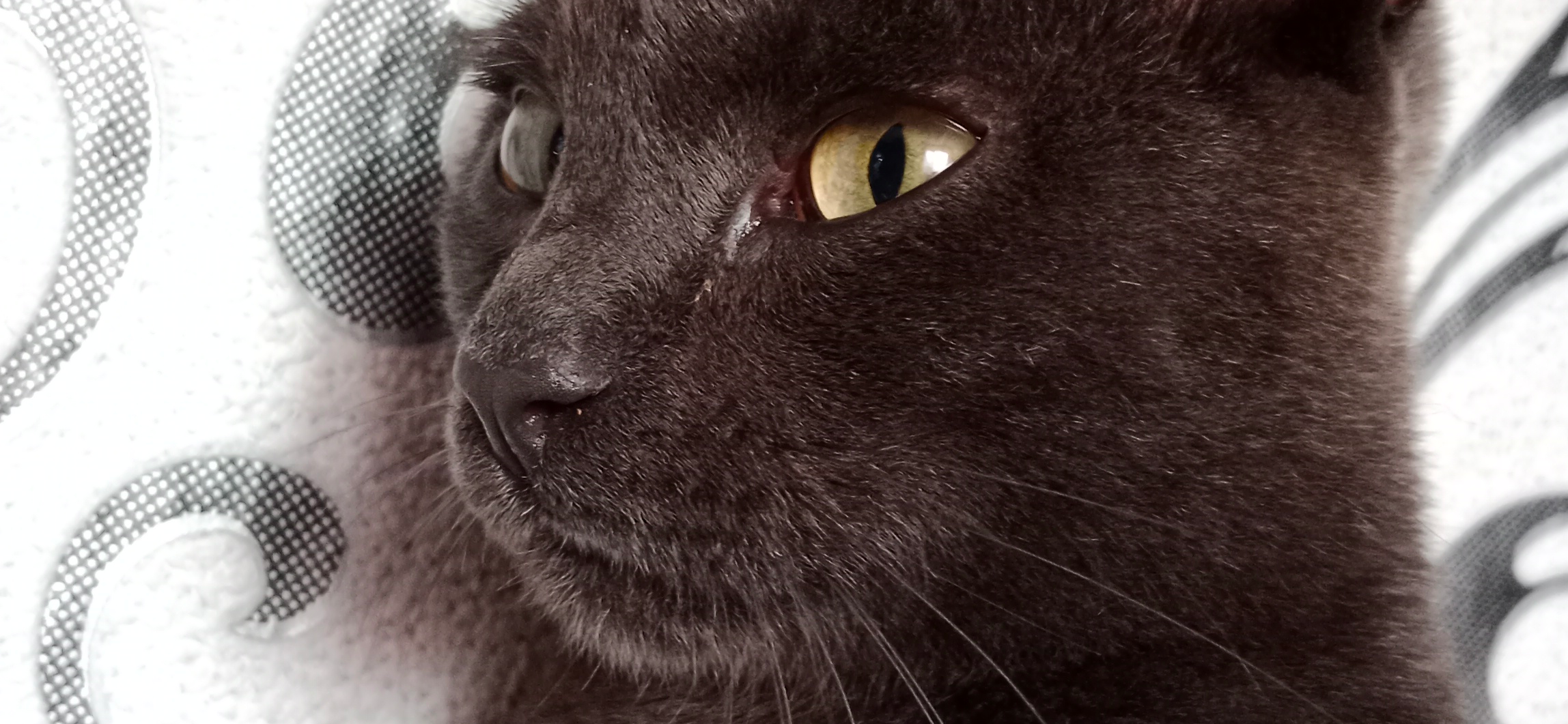 Фото питомца: кошка Дымка демонстрирует свой профиль