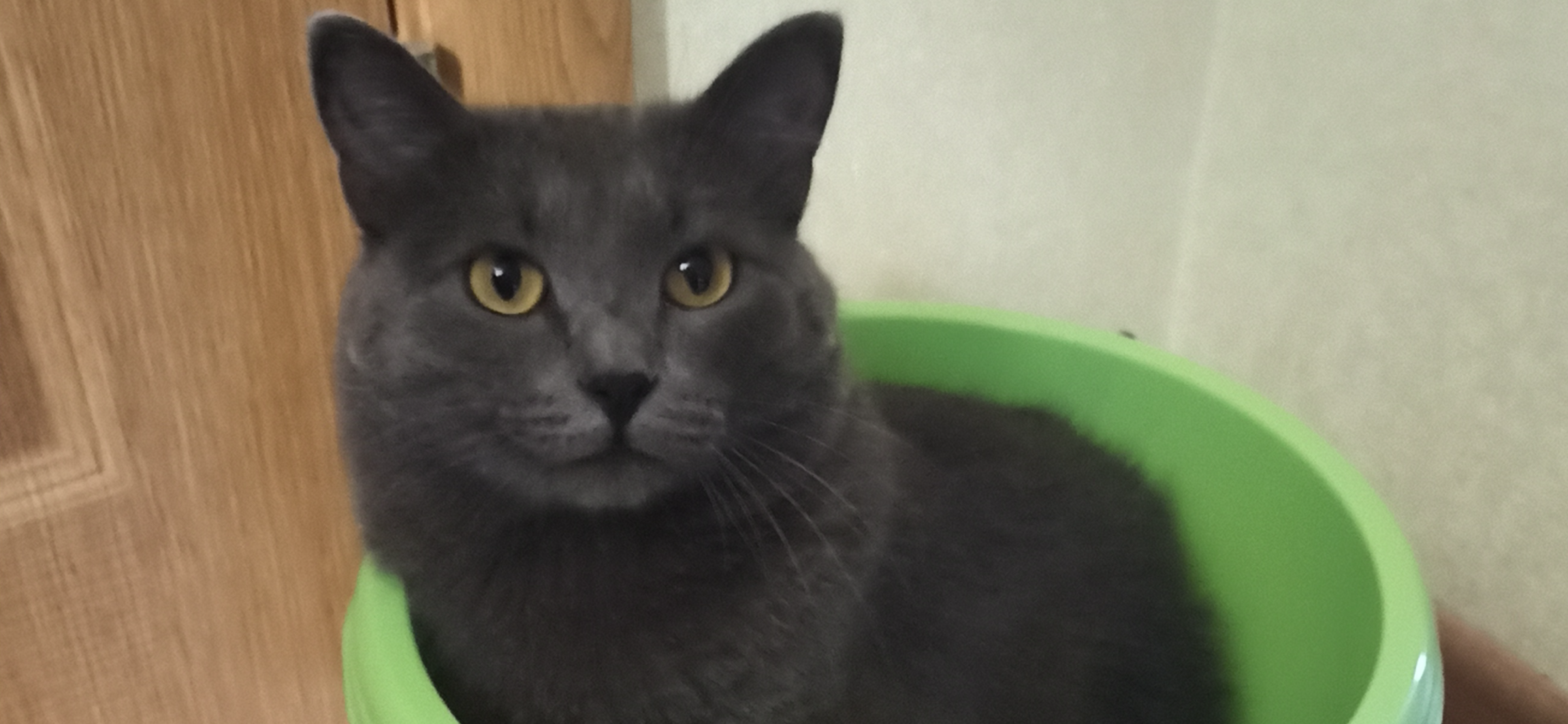 Фото питомца: кот Дымыч наводит чистоту