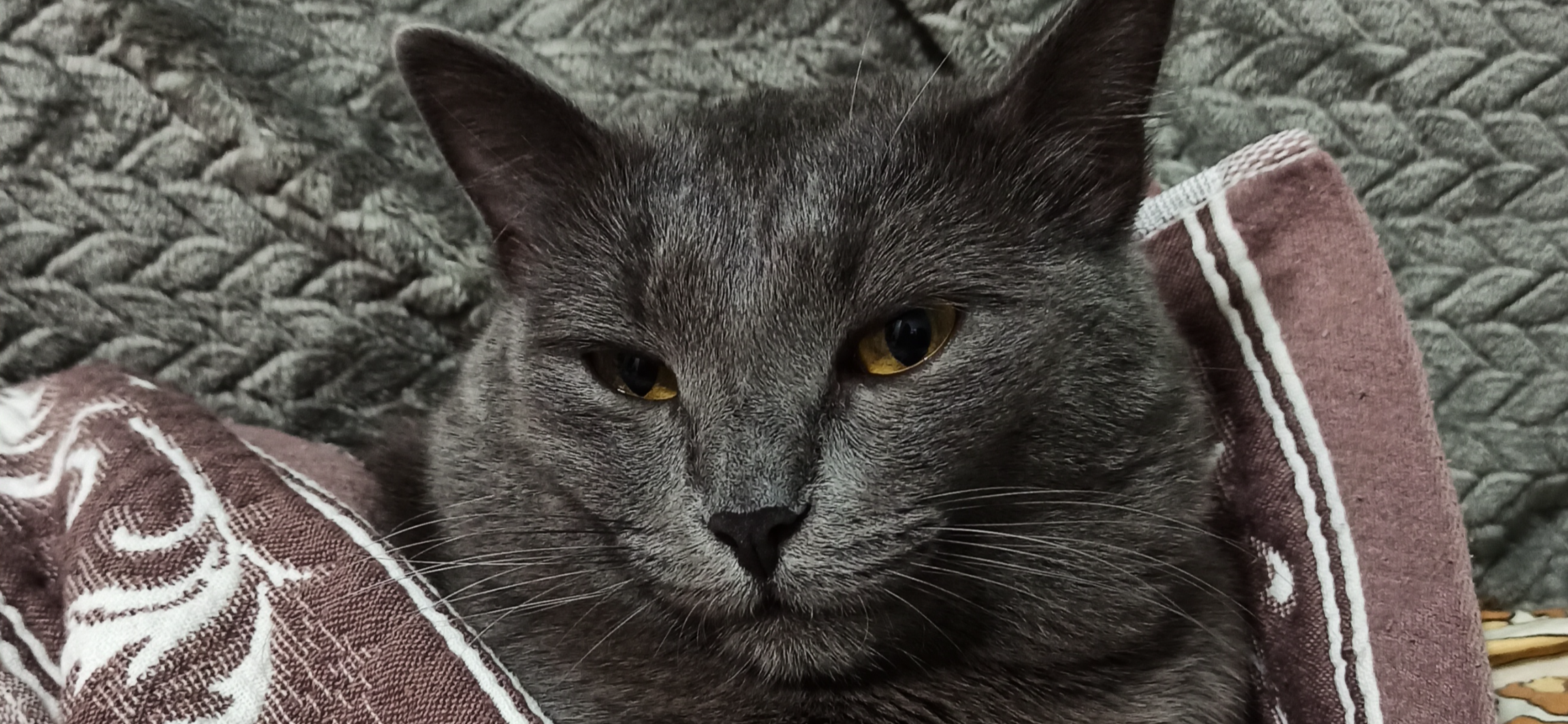 Фото питомца: кот Дымыч не устает позировать на камеру