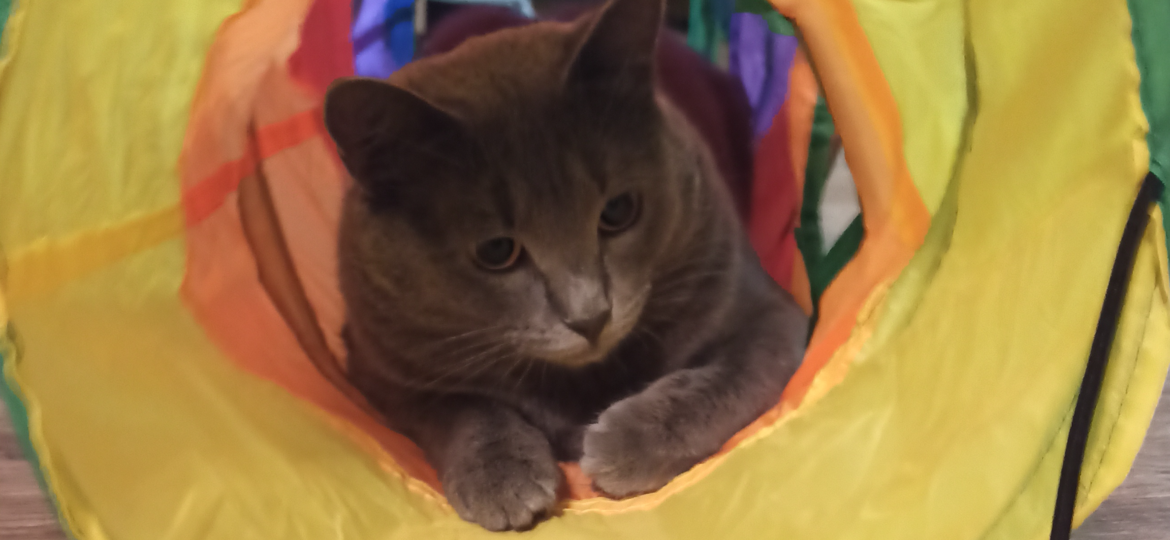 Фото питомца: кот Дымыч осваивает новую игрушку