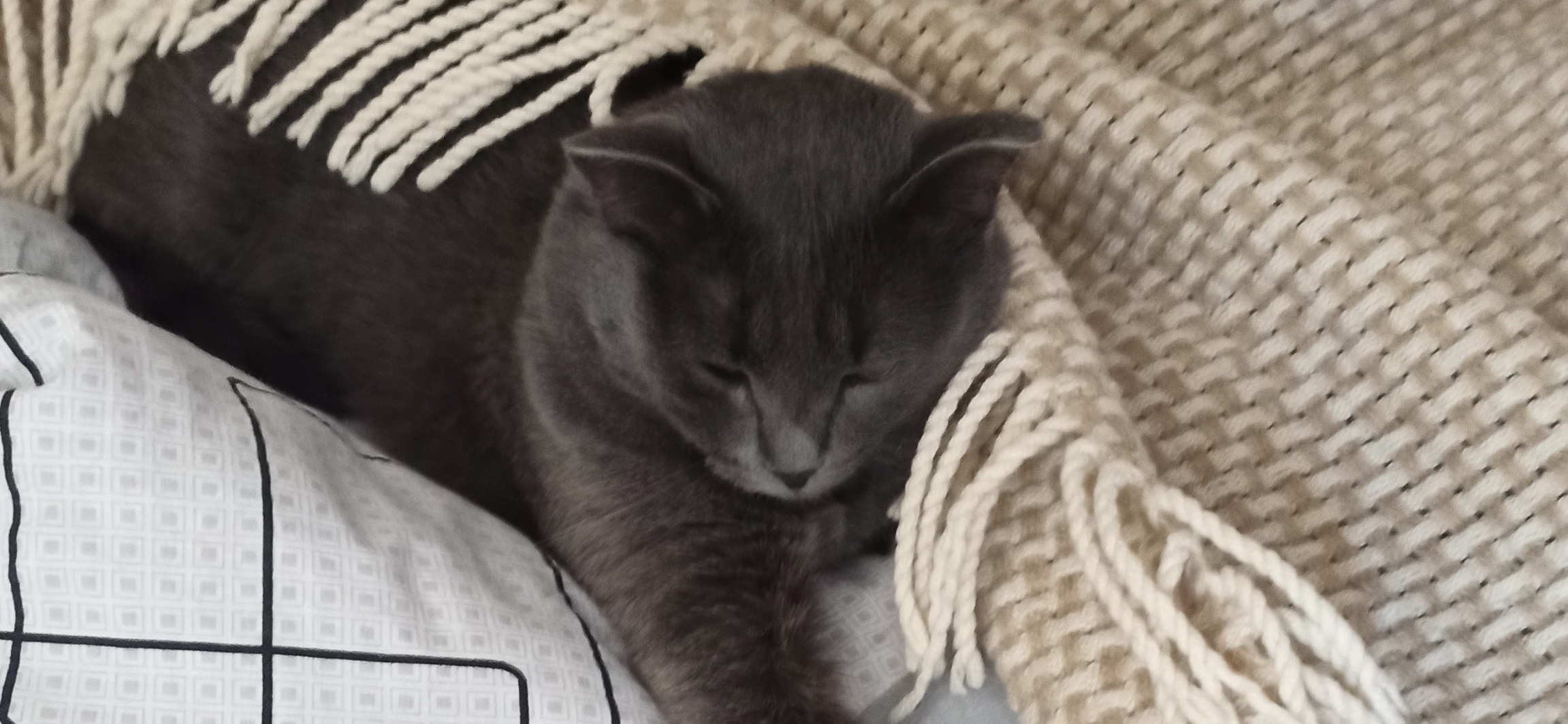 Фото питомца: кот Дымыч отдыхает после тяжелого дня