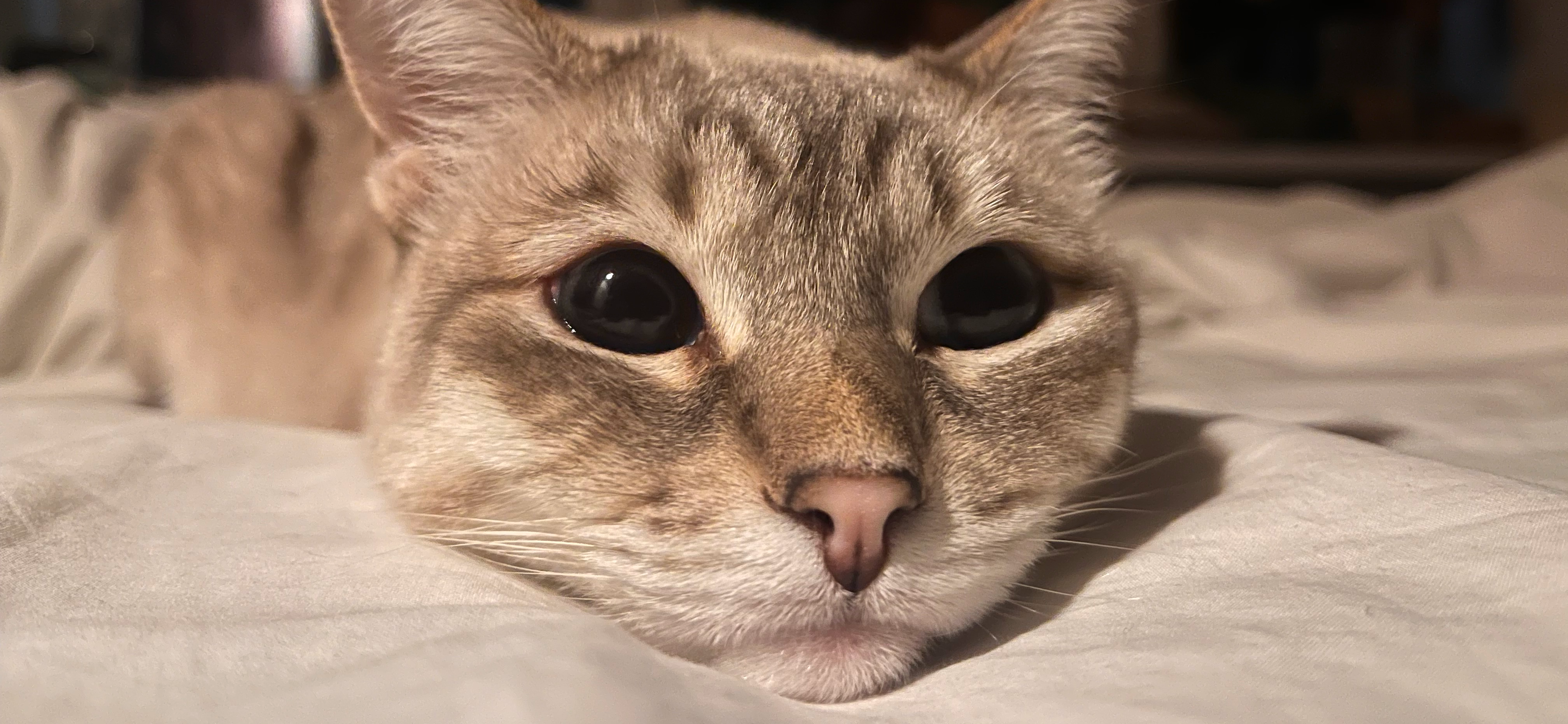 Фото питомца: кошка Джина прилежно лежит