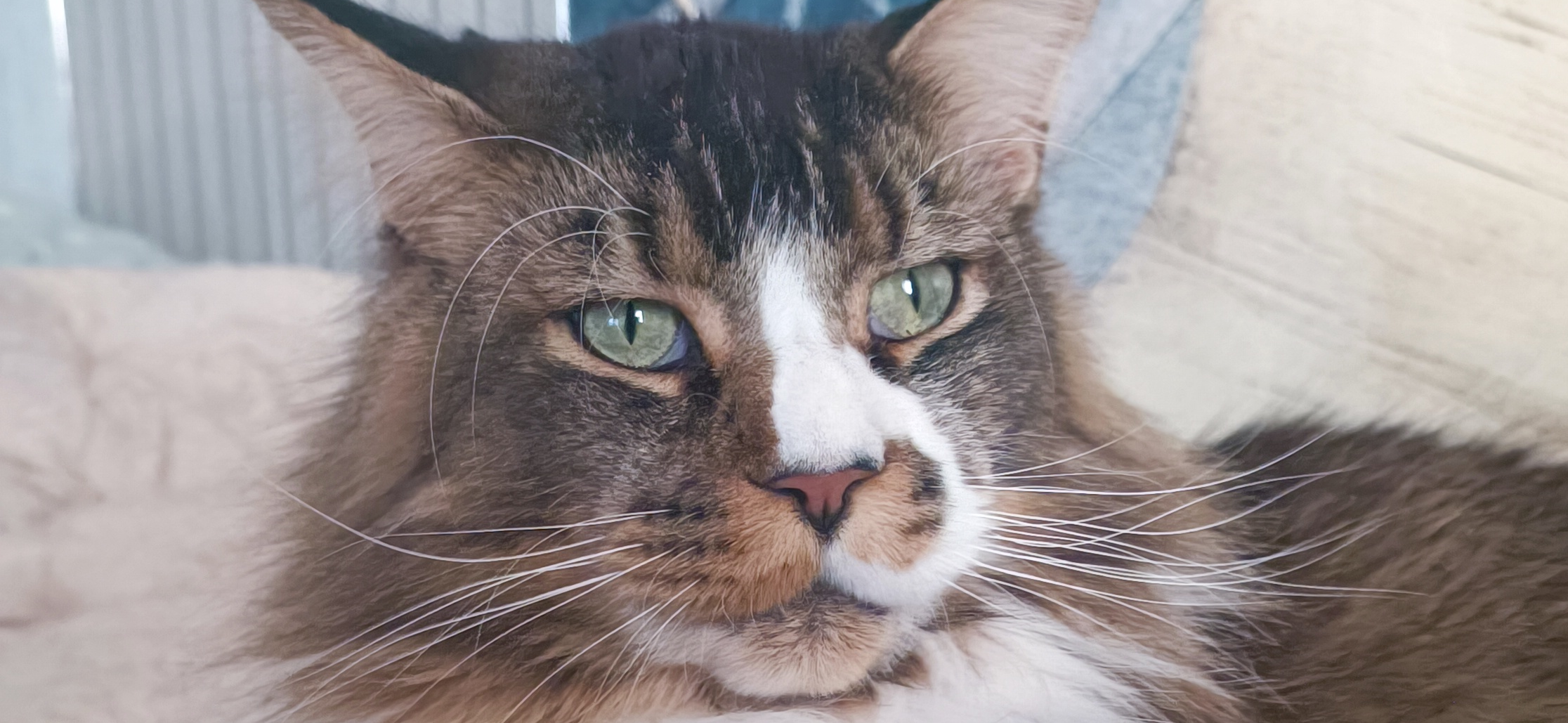 Фото питомца: кот Джокер отдыхает