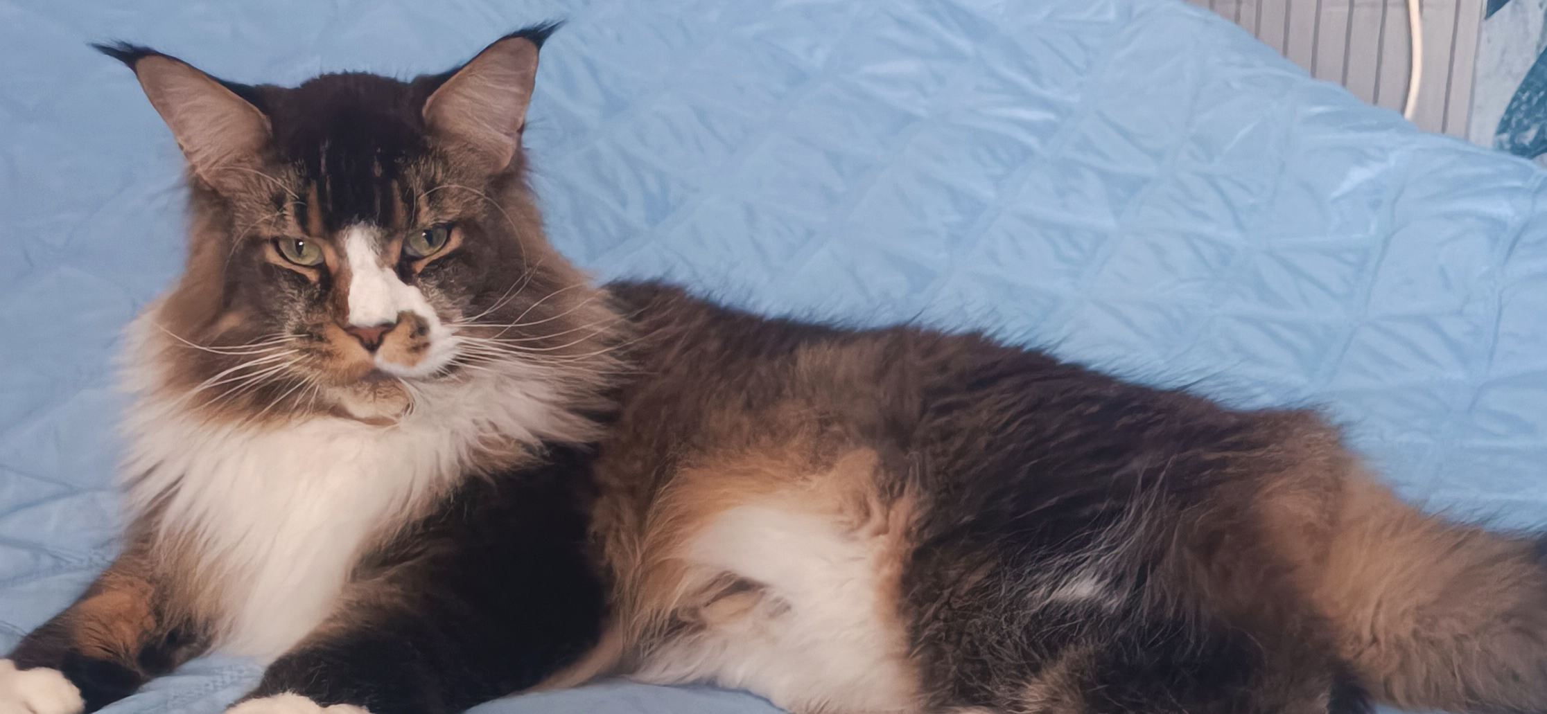 Фото питомца: кот Джокер отдыхает на кровати