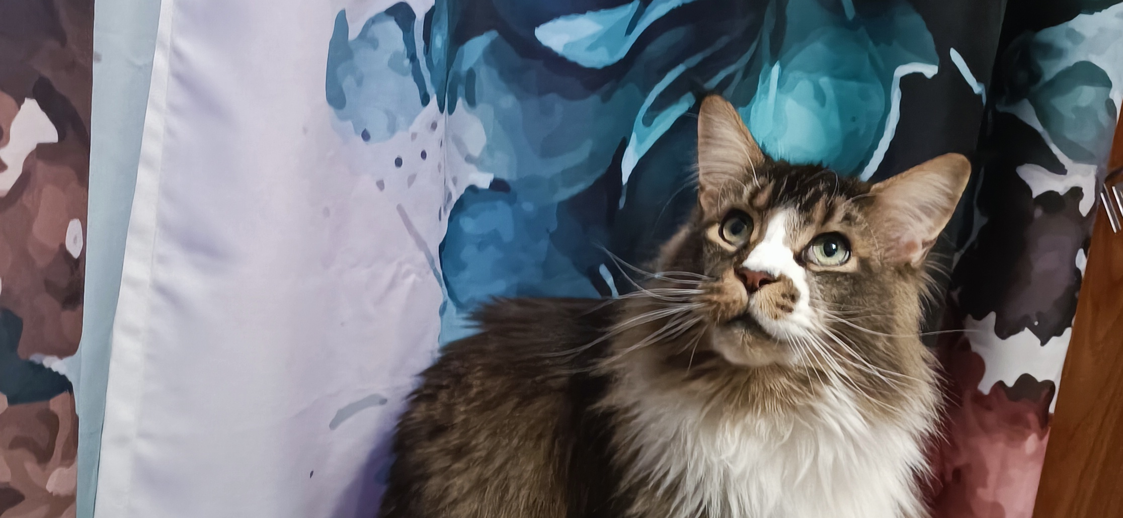 Фото питомца: кот Джокер сидит на пуфике