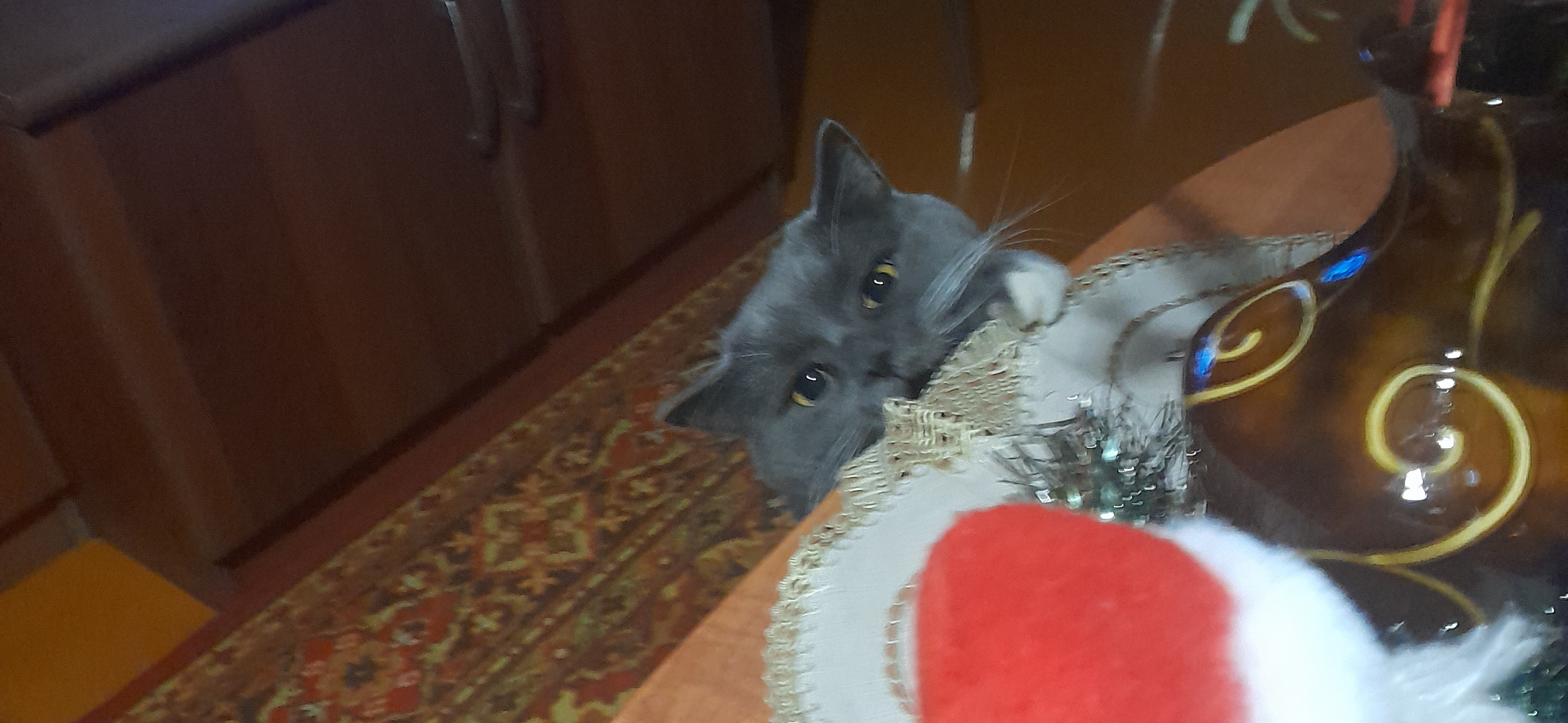 Фото питомца: кот Джонни проверяет новогодний стол