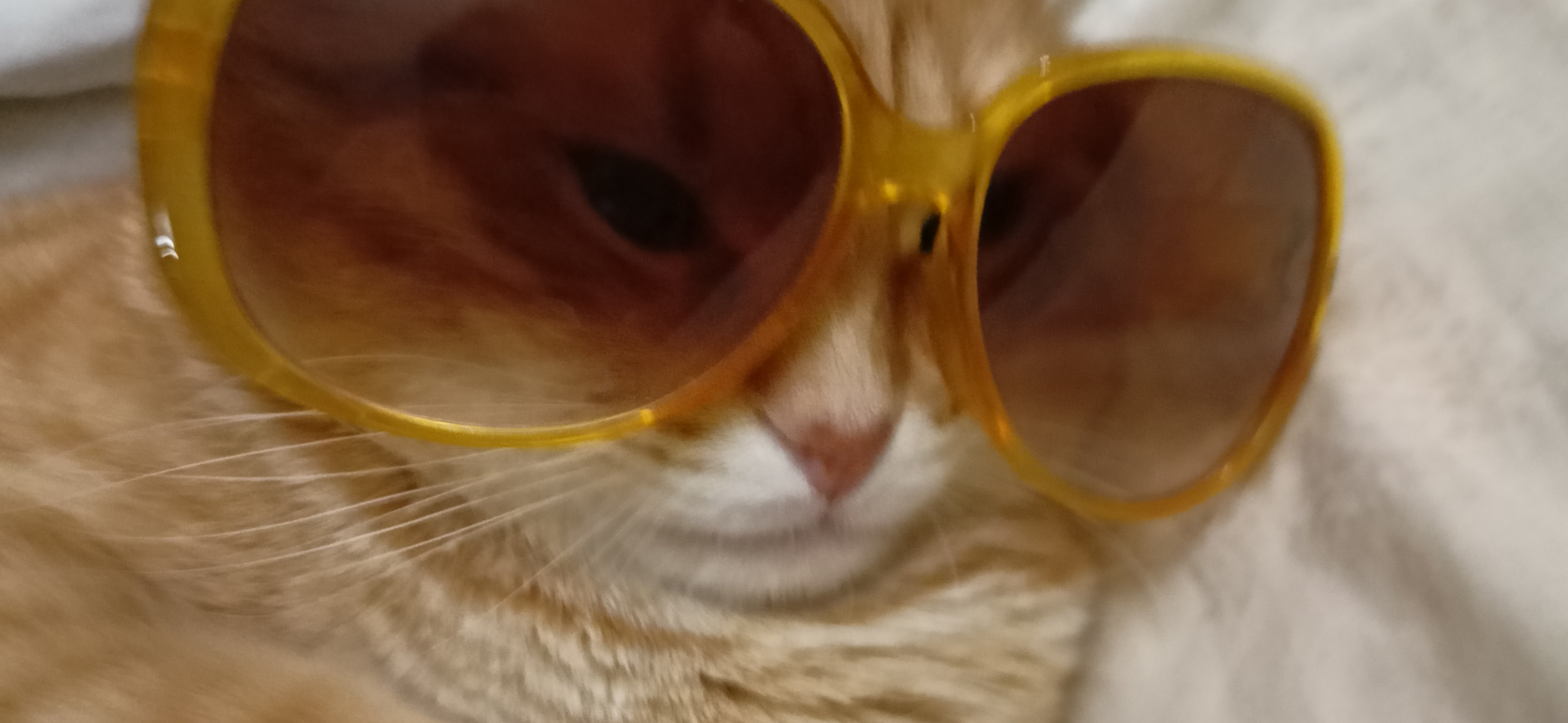 Фото питомцев: кот Еся живет свою королевскую жизнь