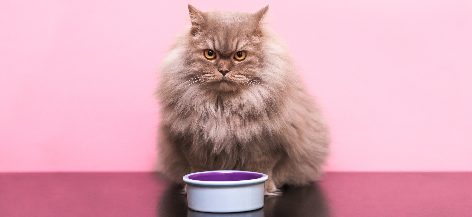 Никакого вискаса: 9 лучших кормов для кошек