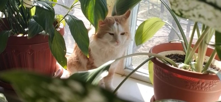 Фото питомца: кот Феликс греется на солнышке