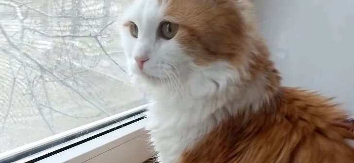 Фото питомца: кот Феликс ждет прихода настоящей весны