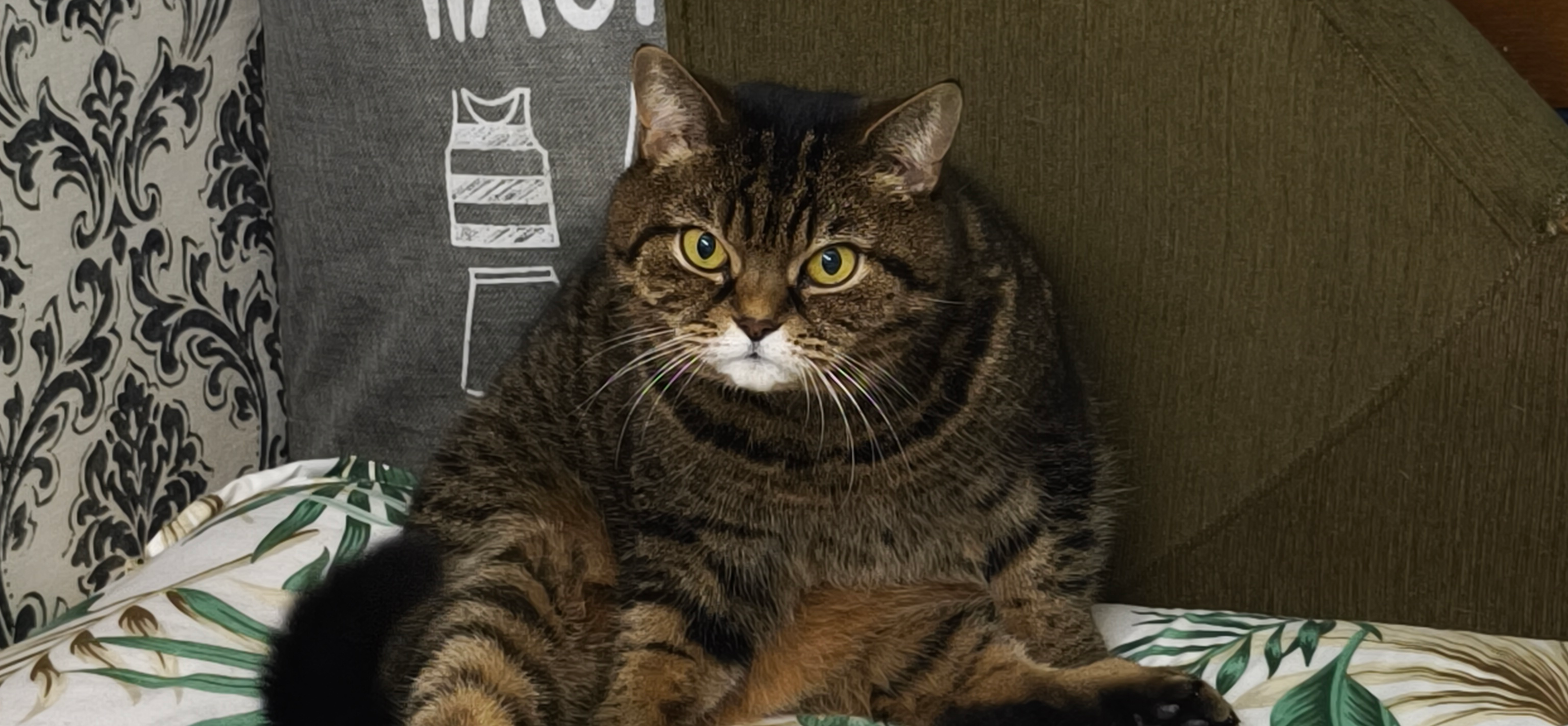 Фото питомца: кошка Фенечка живет свою лучшую жизнь