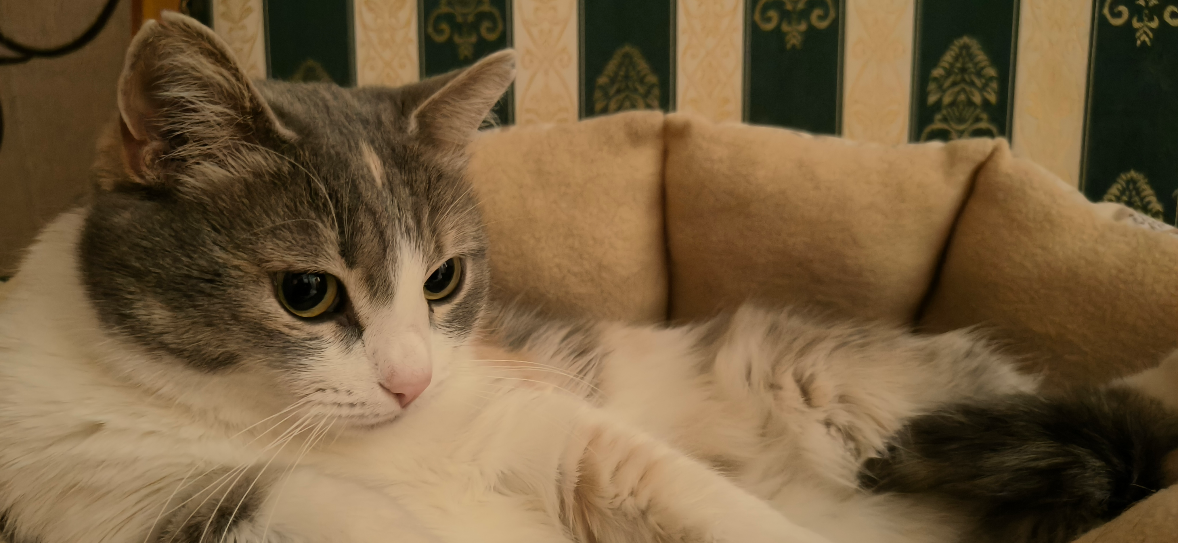 Фото питомца: кошка Фенька контролирует домашний трафик