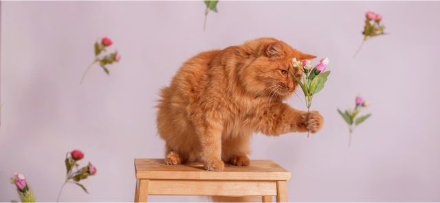 Фото питомца: кот Филимон помогает в творчестве, работе и домашних делах