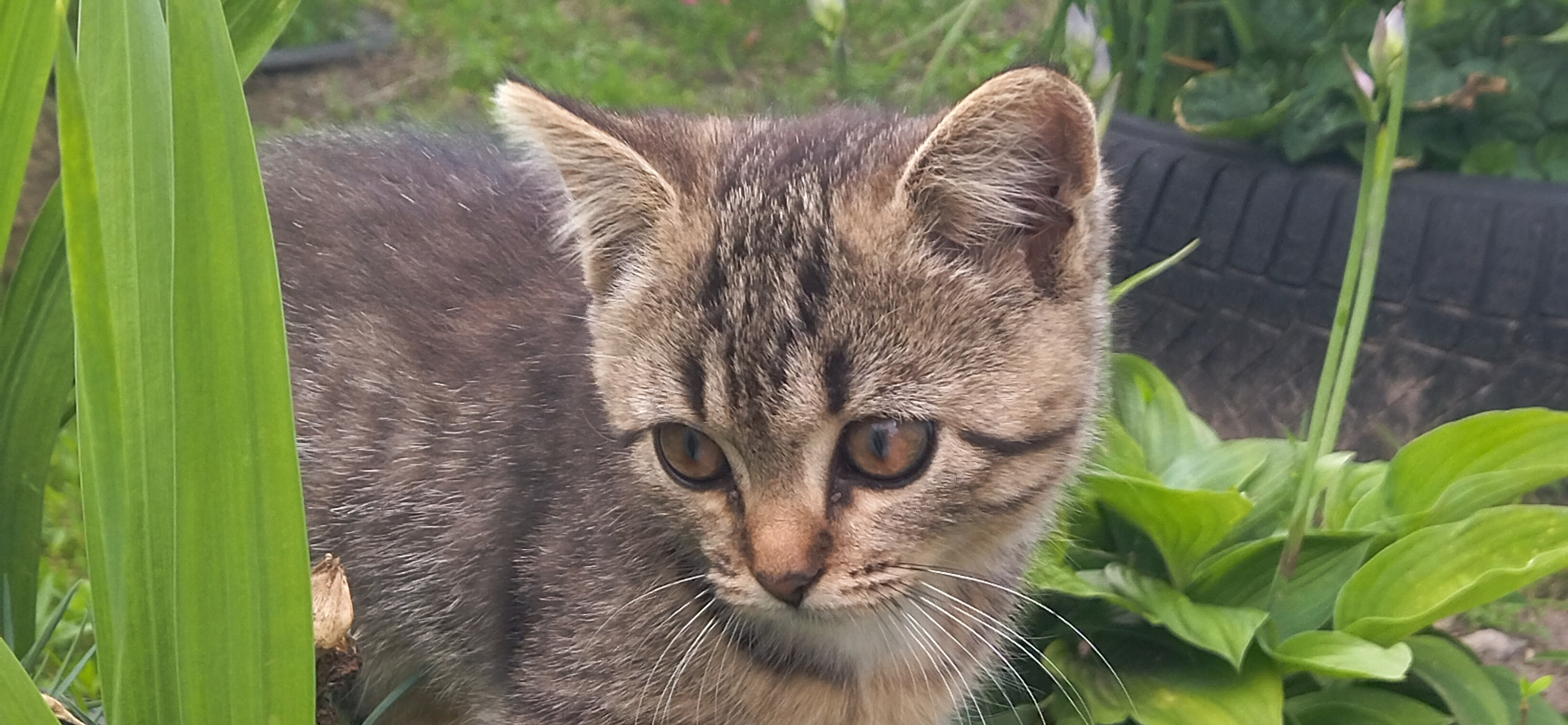 Фото питомца: кошка Фиона на прогулке