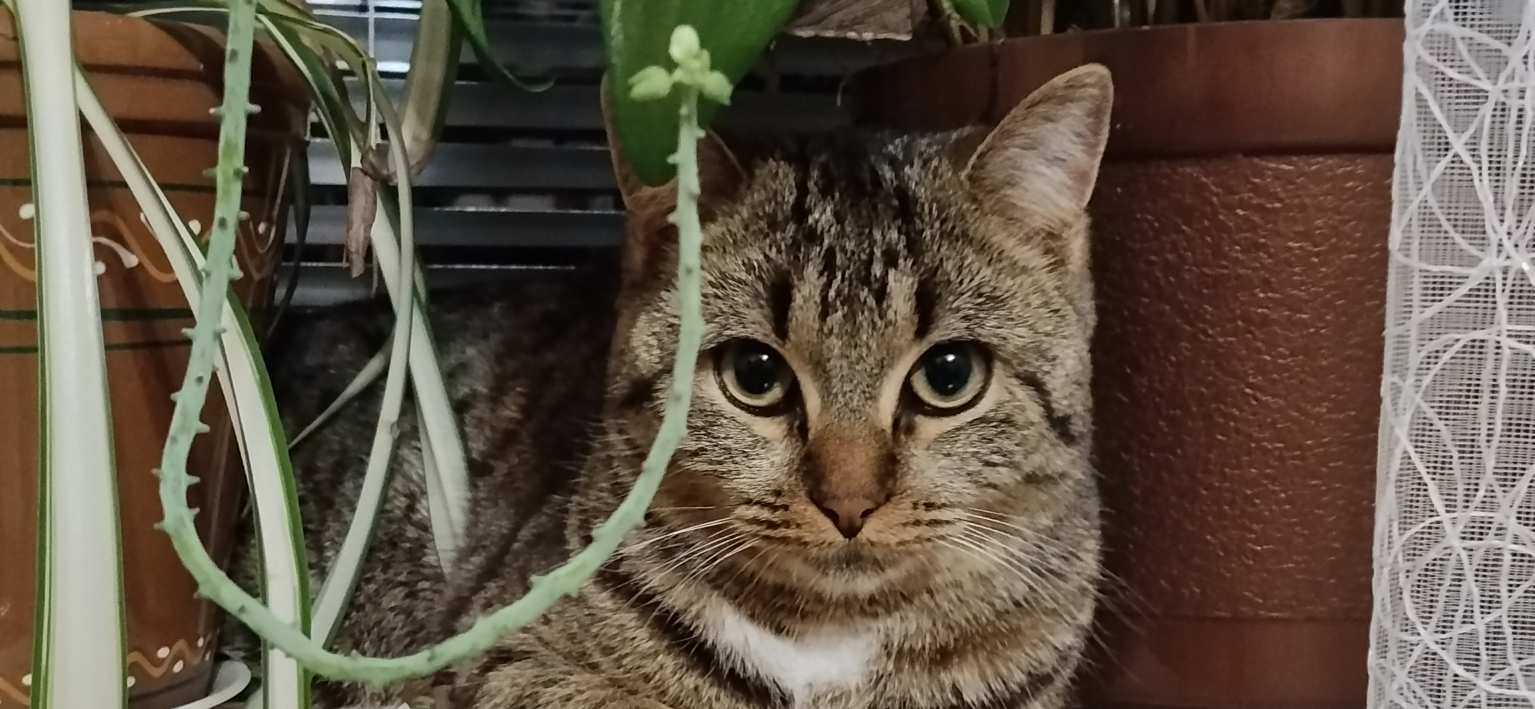 Фото питомца: кошка Фиона кайфует на подоконнике