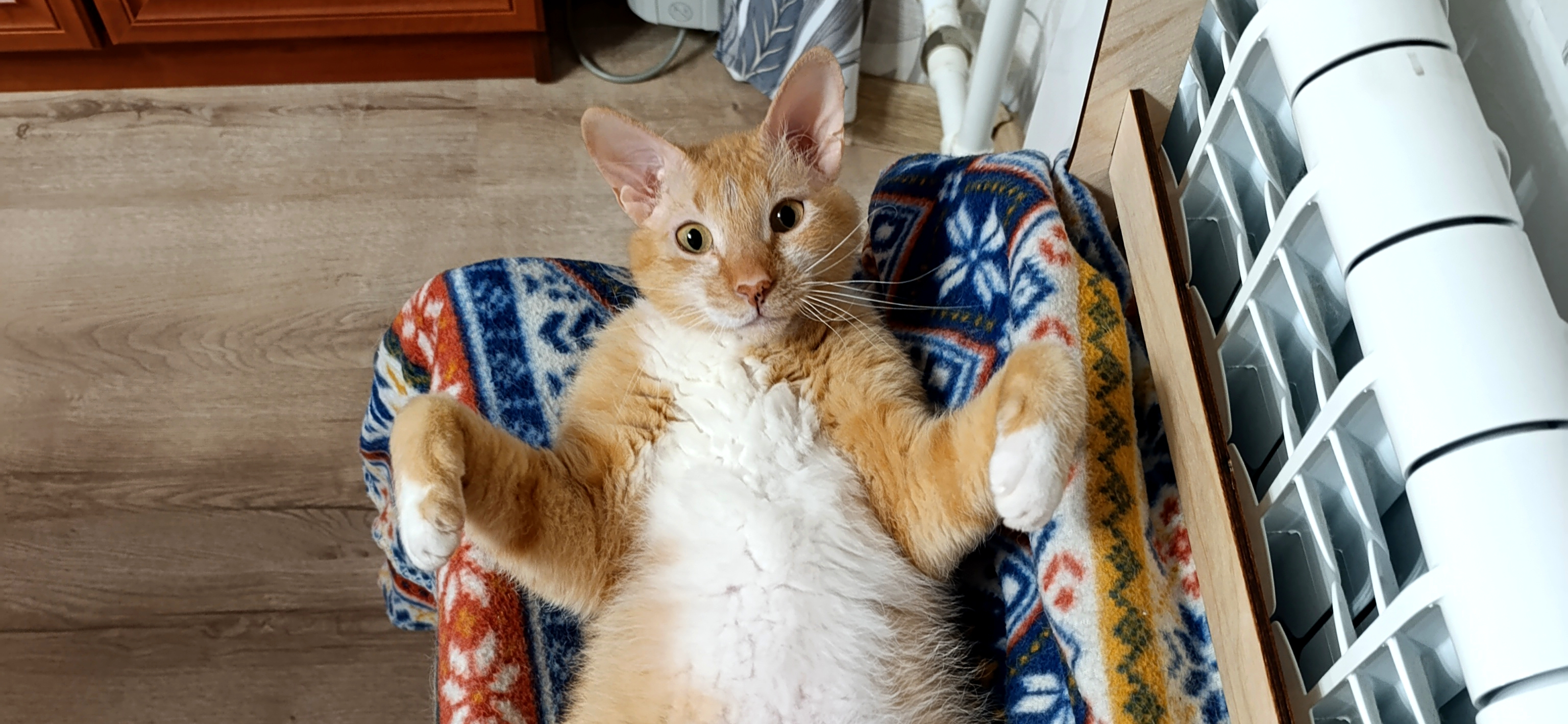 Фото питомца: кот Фокс наслаждается теплом