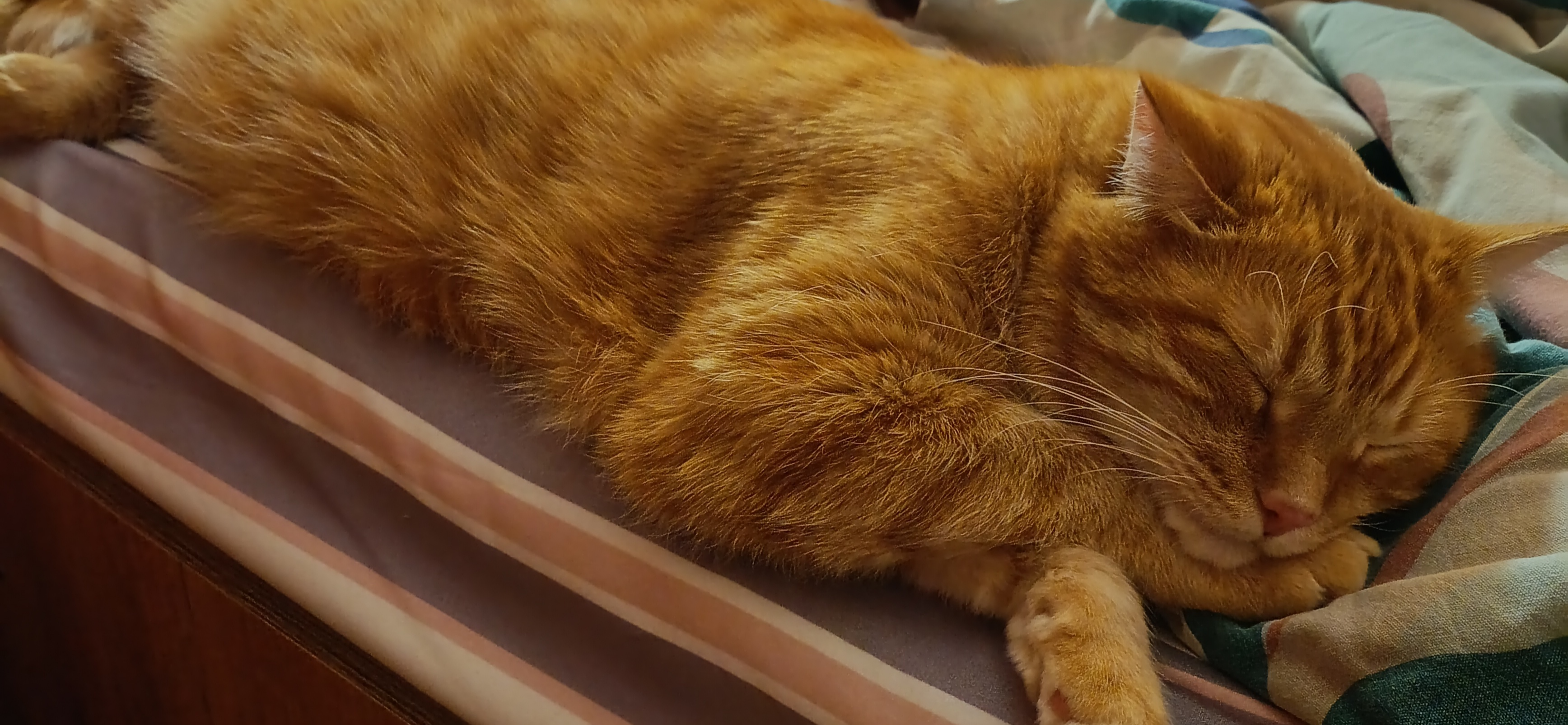 Фото питомца: кот Фокс отдыхает после работы