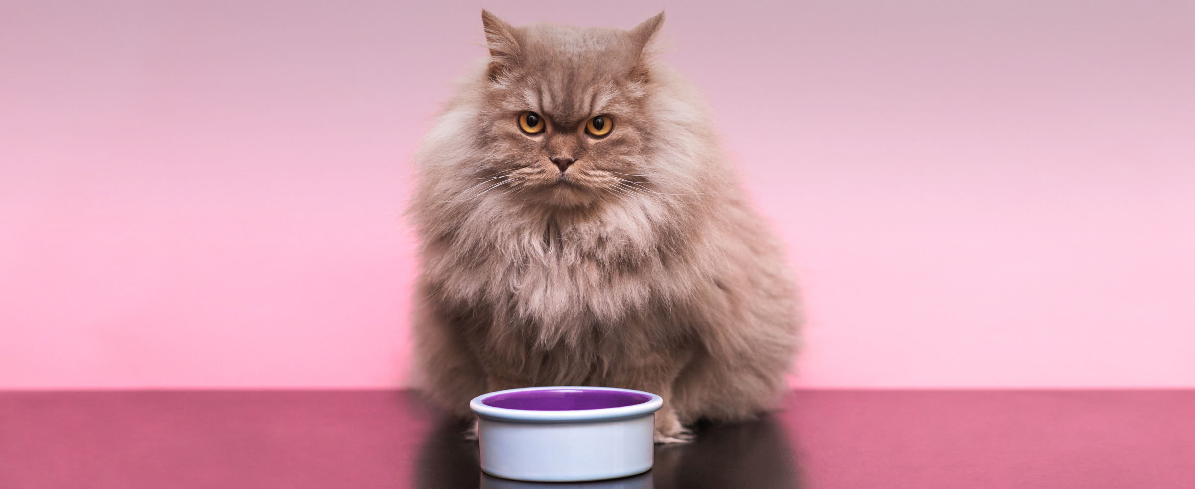 Лучшие корма для кошек: топ-9 по мнению ветеринаров