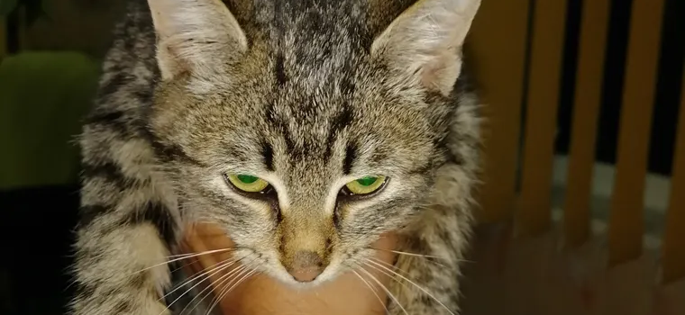 Фото питомца: кошка Фрау Марта недовольна первой встречей