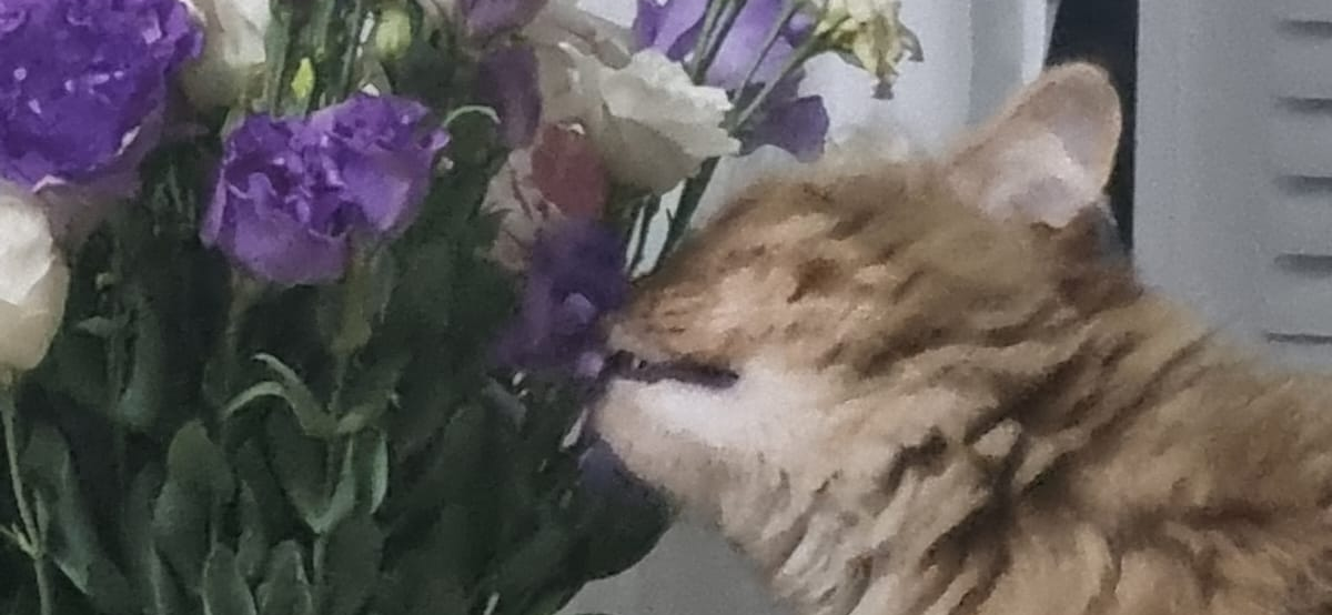 Фото питомца: кошка Фросечка изучает цветы от поклонников