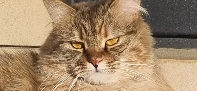 Фото питомца: кошка Фросечка ловит лучи зимнего солнца