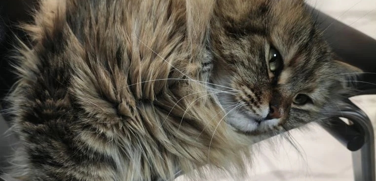 Фото питомца: кошка Фросечка отдыхает на любимом стуле