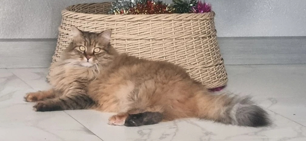 Фото питомца: кошка Фросечка ждет Деда Мороза