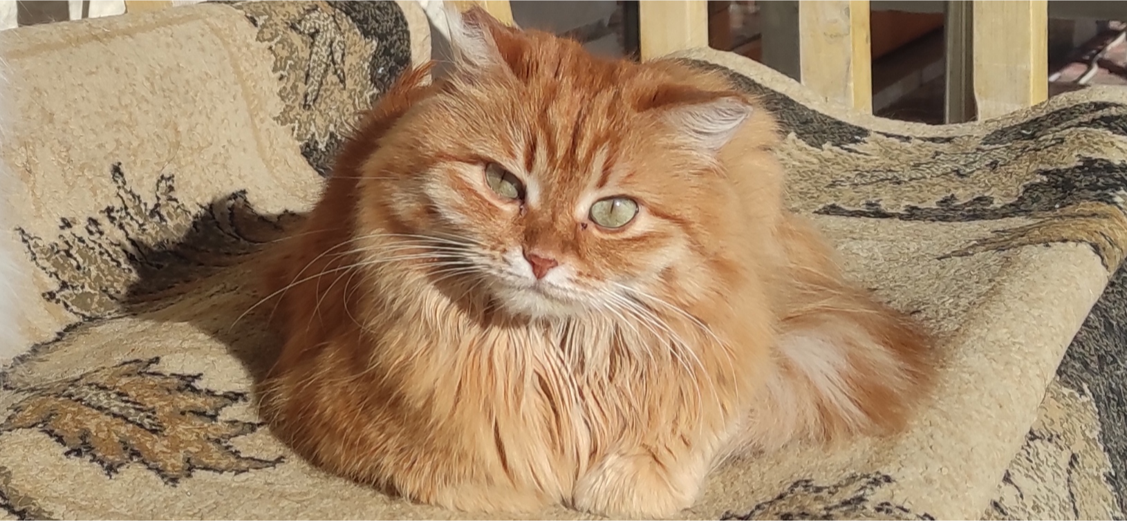 Мы забрали кошку Фросю со стройки дома, и она живет с нами уже четыре года