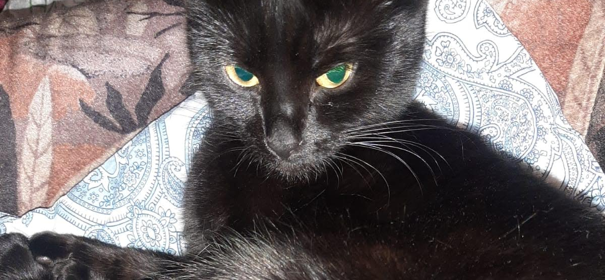 Фото питомца: кот Фунтик отдыхает