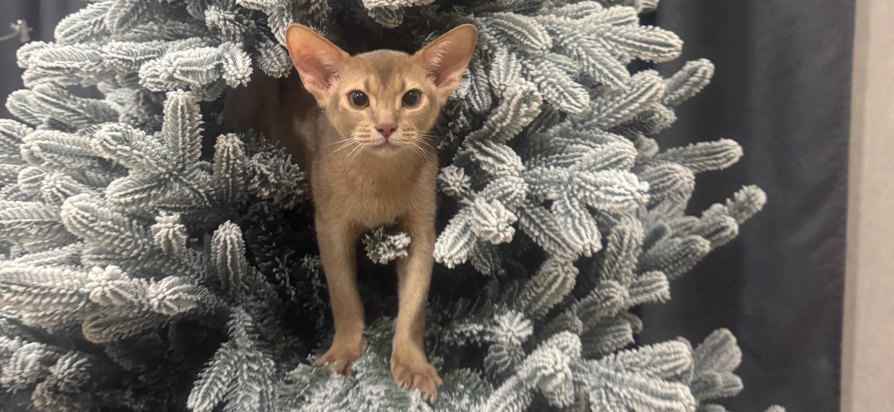 Фото питомца: кот Гектор покоряет вершины