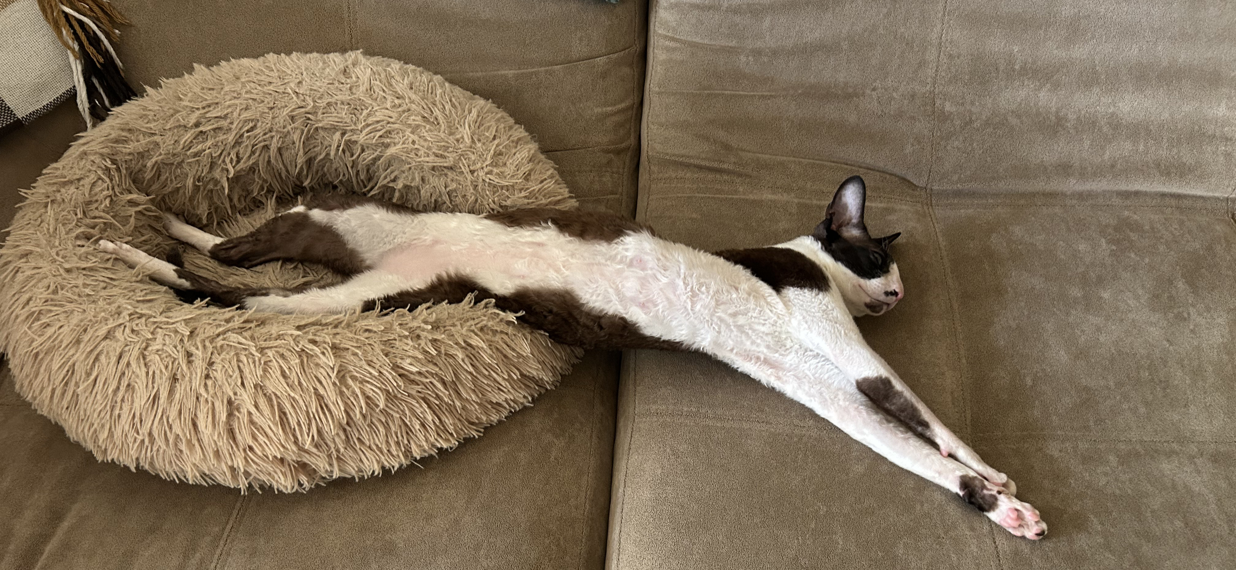 Фото питомца: кот Гермес живет свою лучшую жизнь