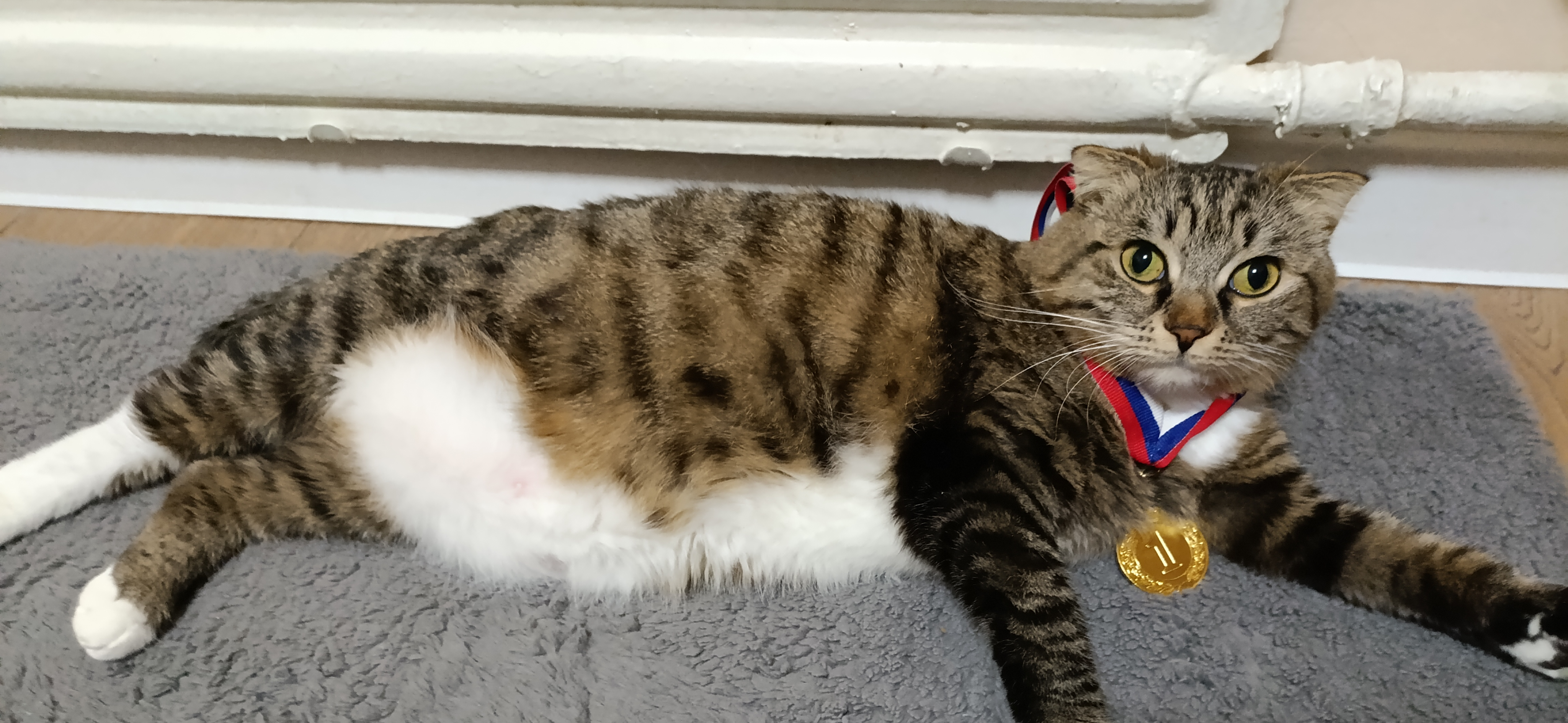 Фото питомца: кошка греется около батареи