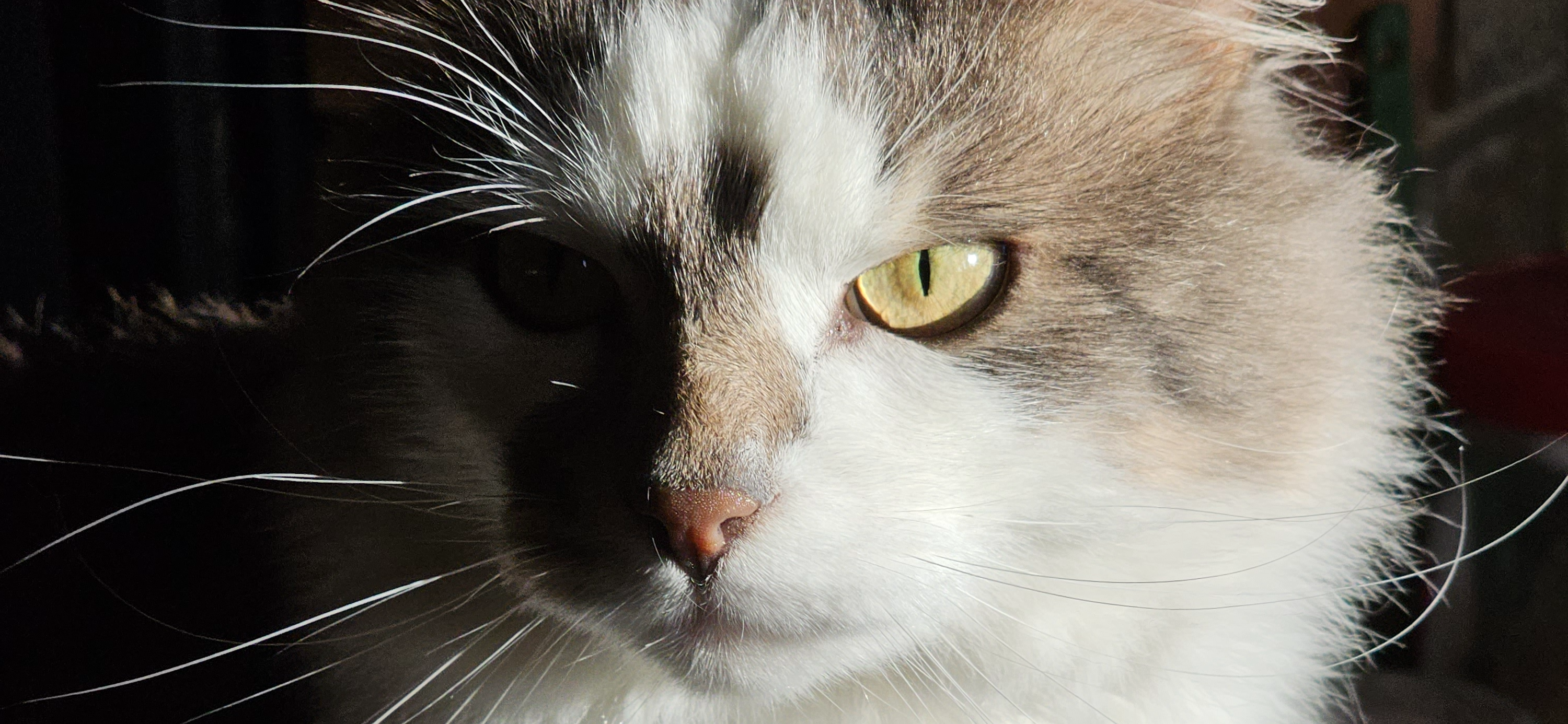 Фото питомца: кот Грис изображает сурового стража