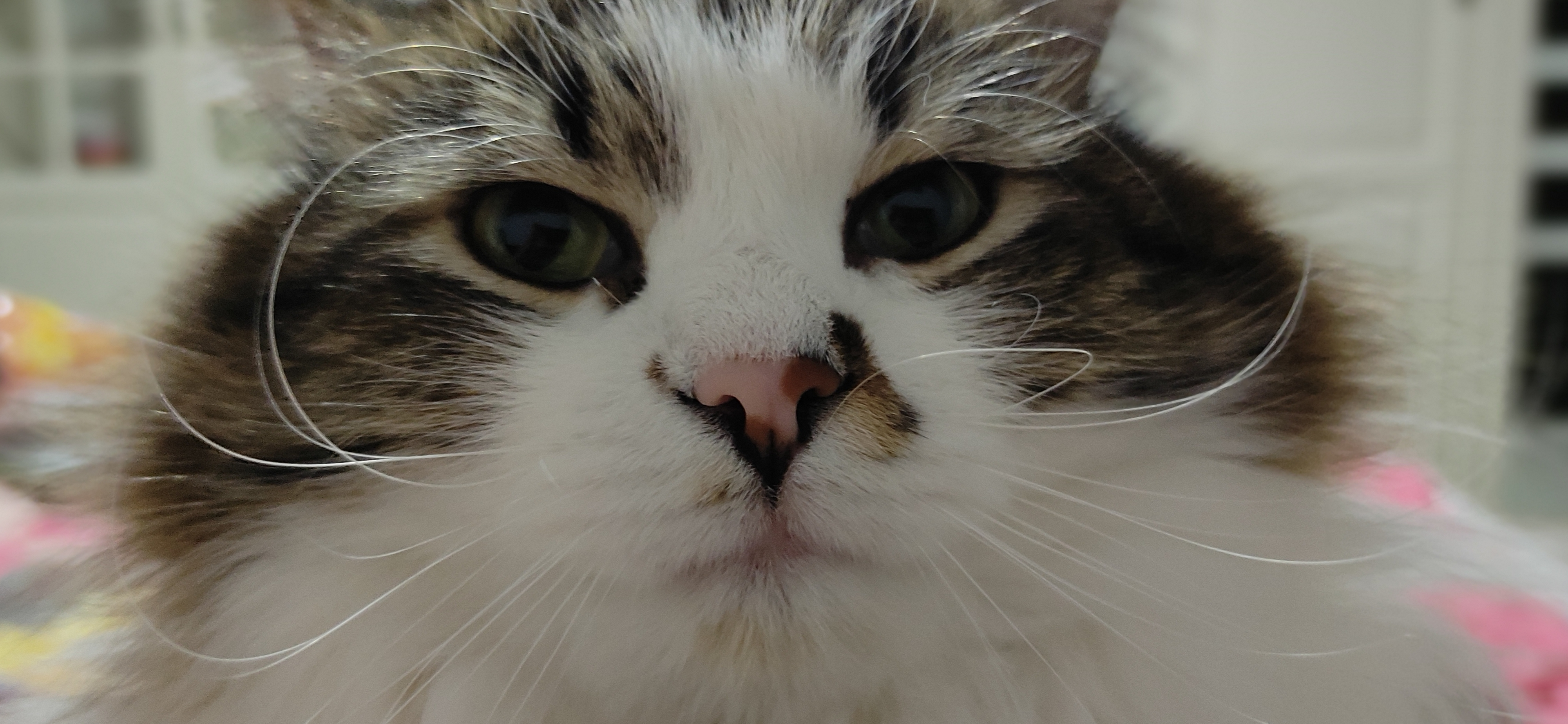 Фото питомца: кот Яков в чем-то меня подозревает