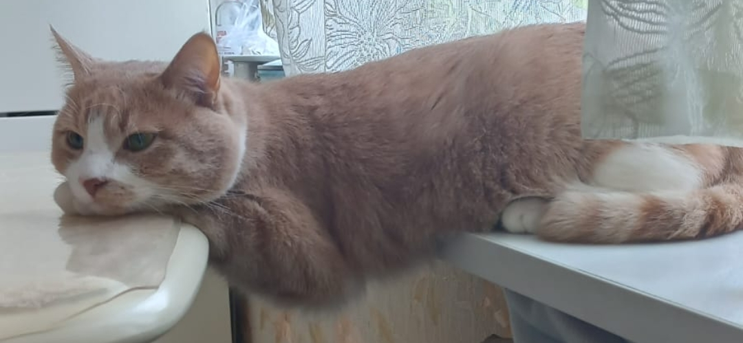 Фото питомца: кот Яков живет свою лучшую жизнь