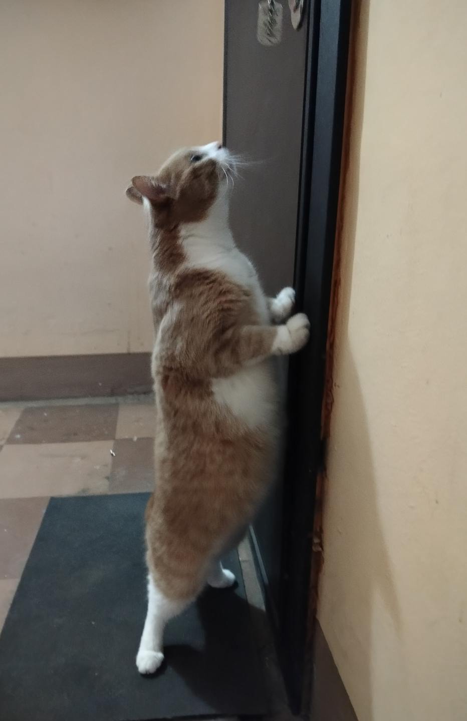 «Пустите домой, я вернулся»