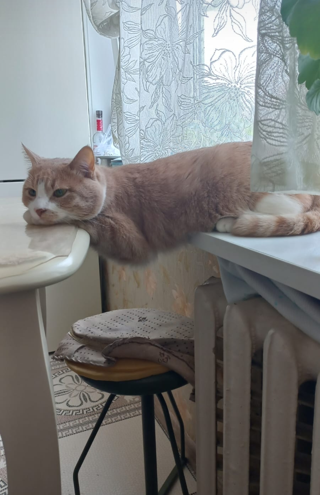 Отодвинула на кухне стол, чтоб ЯКОВ НЕ КЛАЛ НА НЕГО ЛАПЫ, ЧЕРЕЗ 5 МИНУТ ВЕРНУЛАСЬ НА КУХНЮ И ВОТ КАРТИНА: Я ВСЕ РАВНО БУДУ ДЕЛАТЬ ТАК