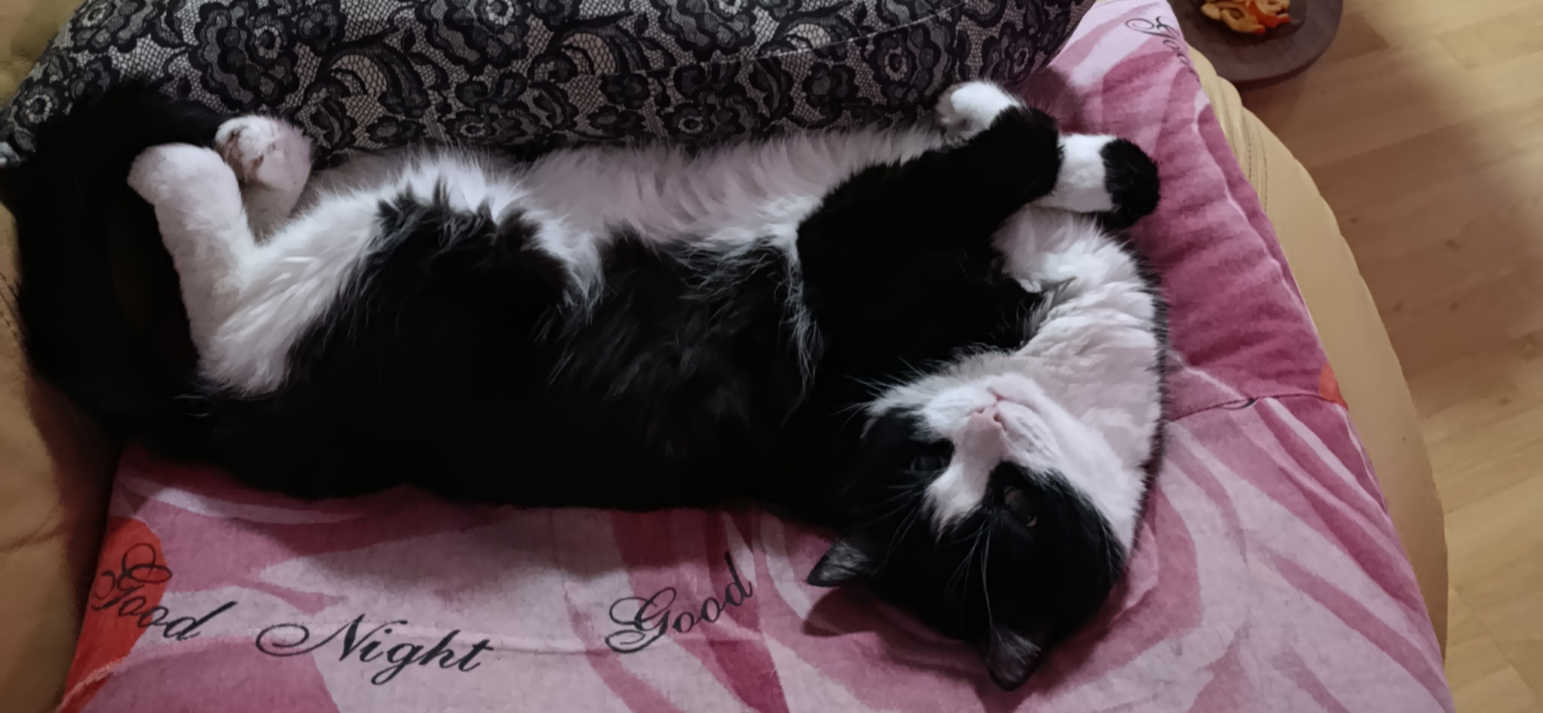 Фото питомца: кот Ярик наслаждается жизнью