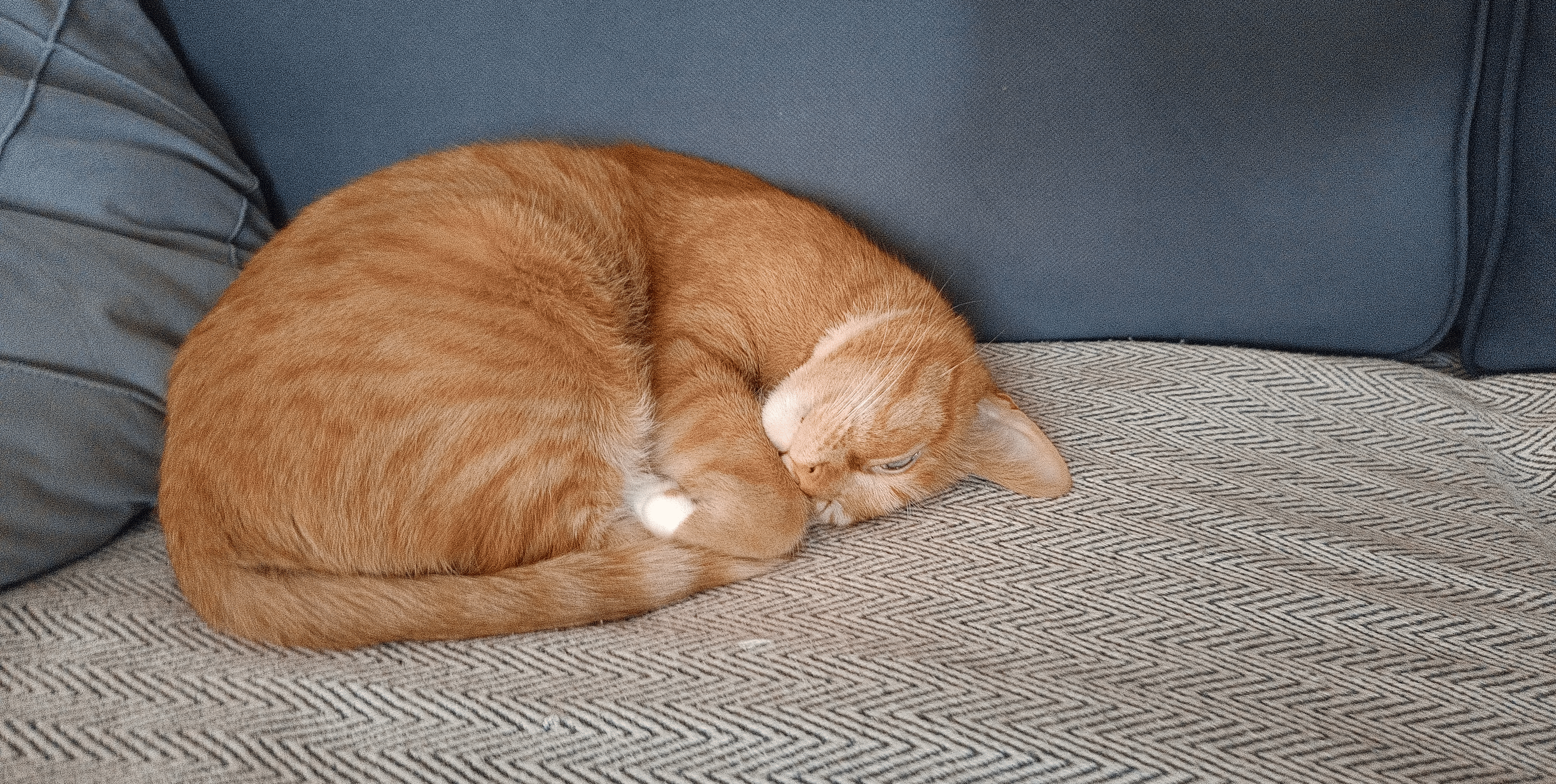 Фото питомца: кот Яша лежит, перевернув голову