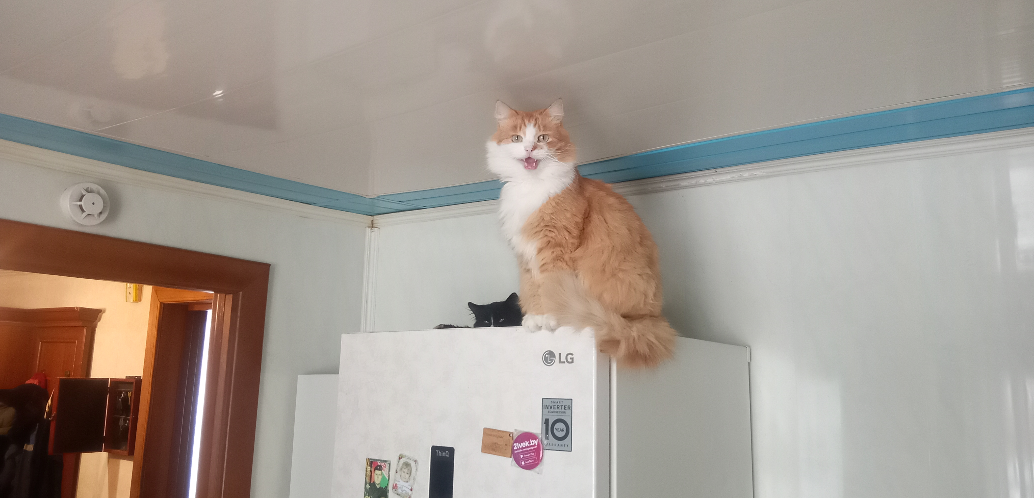 Фото питомца: кот Яша наблюдает с холодильника