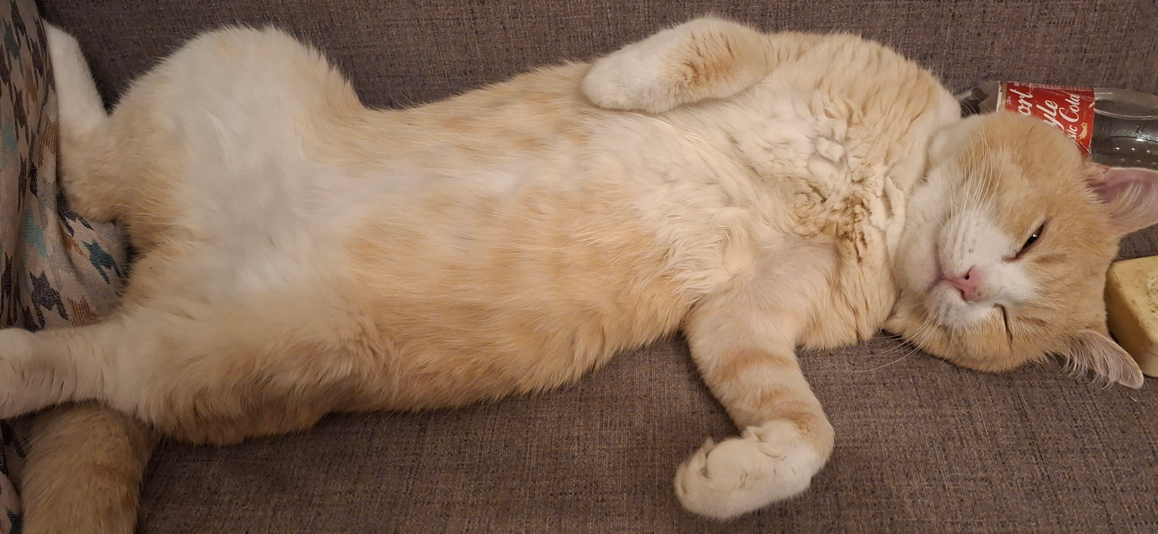 Фото питомца: кот Ясик наслаждается жизнью