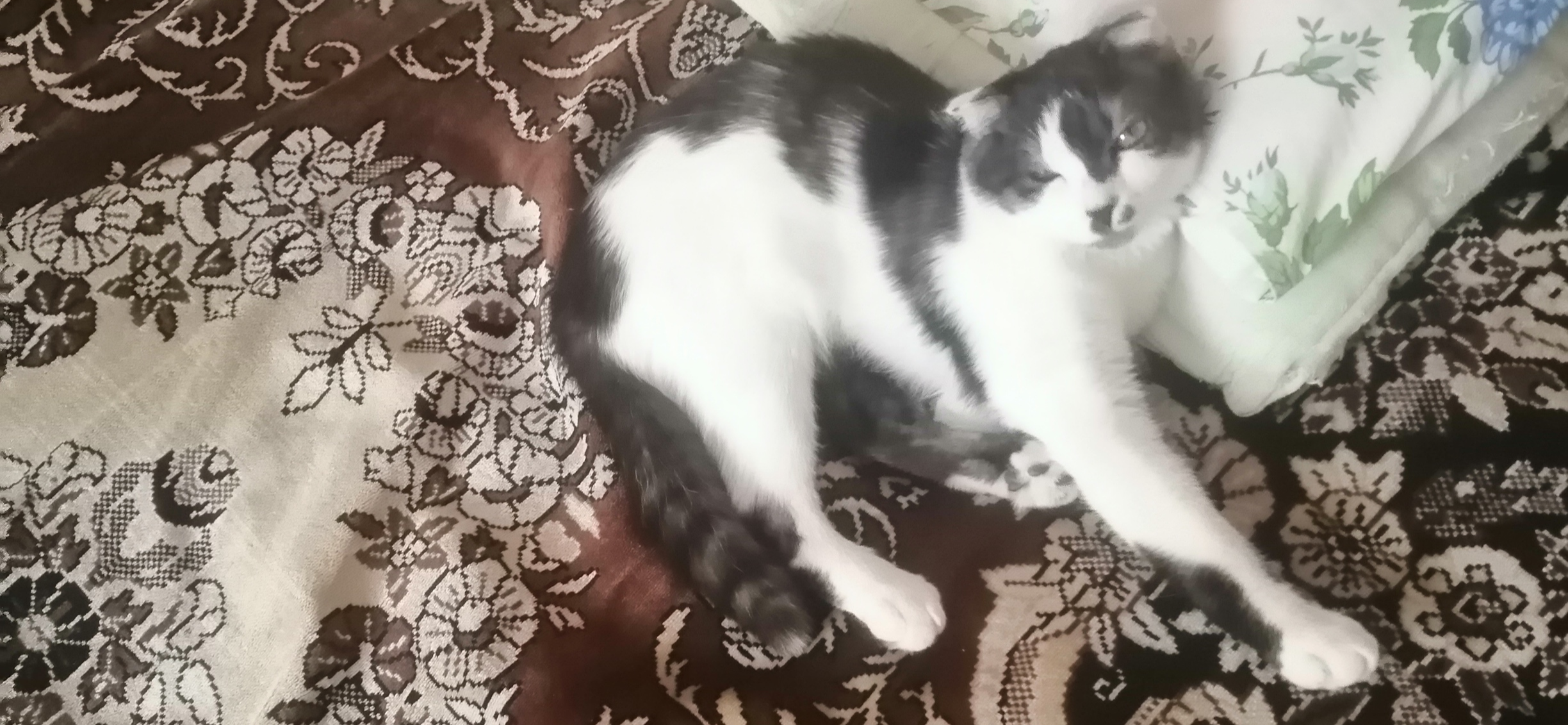 Фото питомца: кот Илюша на охоте и на отдыхе