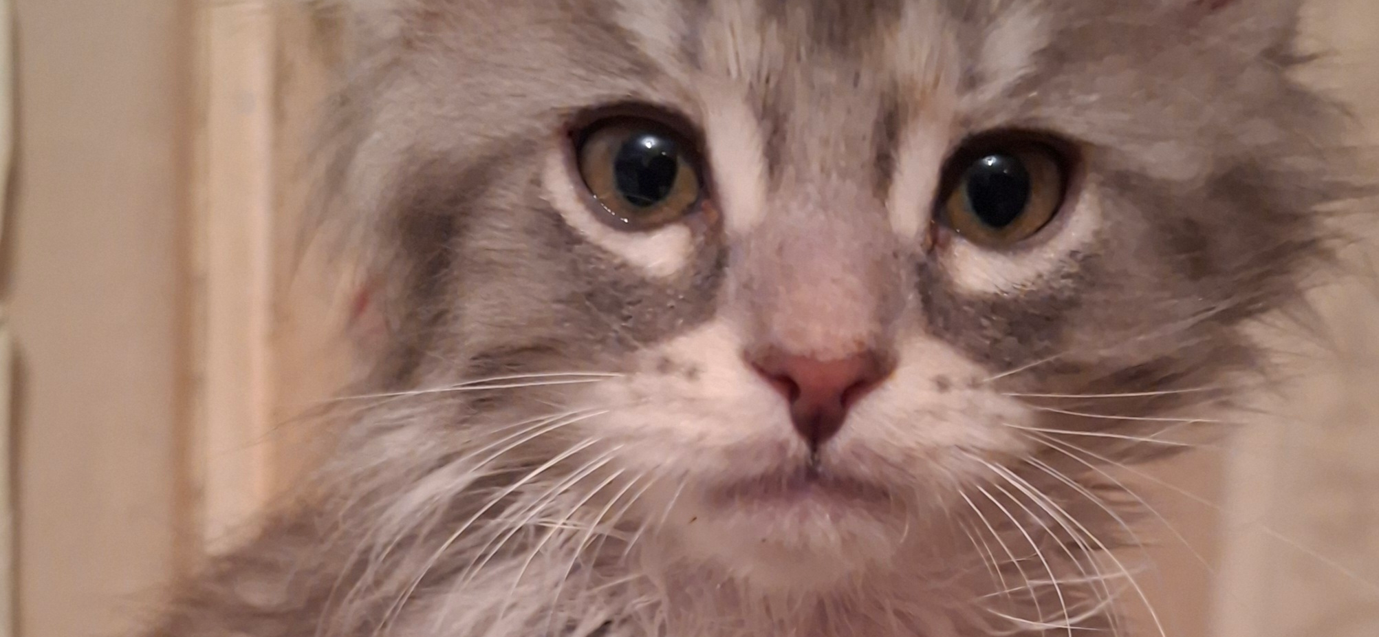 Фото питомца: кот Иней смотрит в камеру