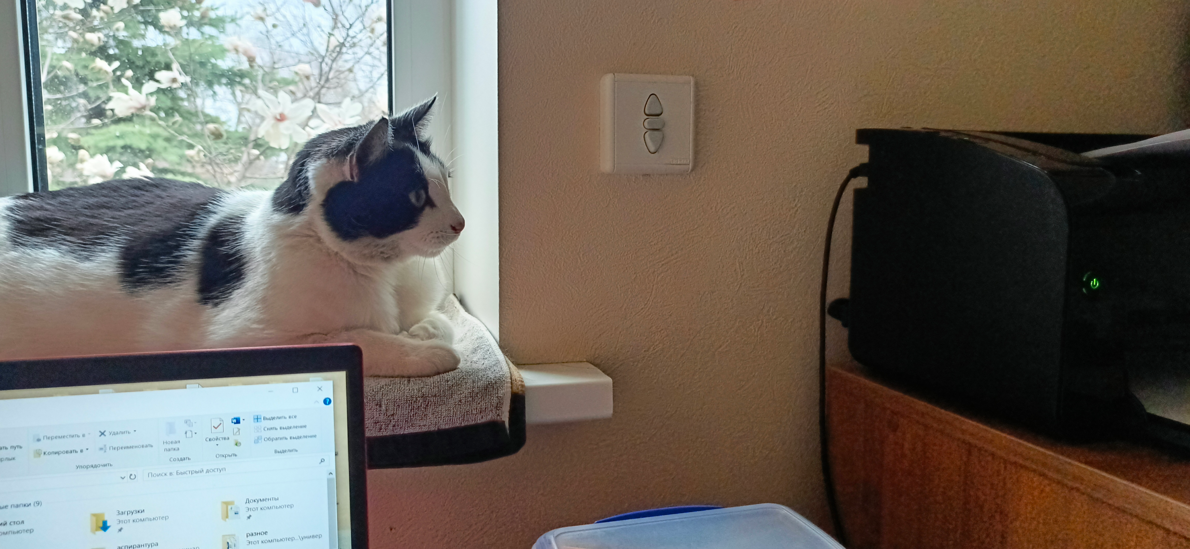 Фото питомца: кот Иосиф с интересом наблюдает за печатью документа на принтере