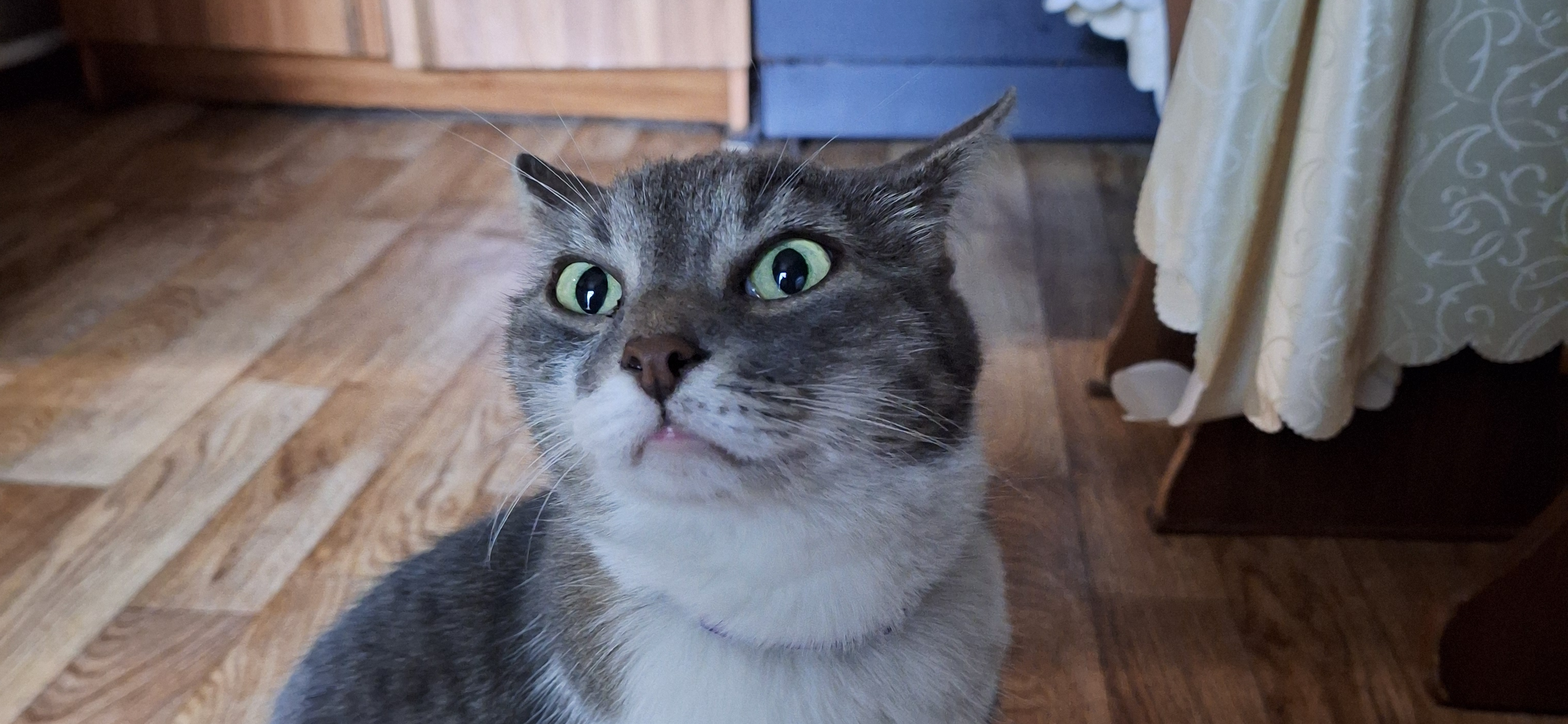 Фото питомца: кошка Ириска в ожидании ужина