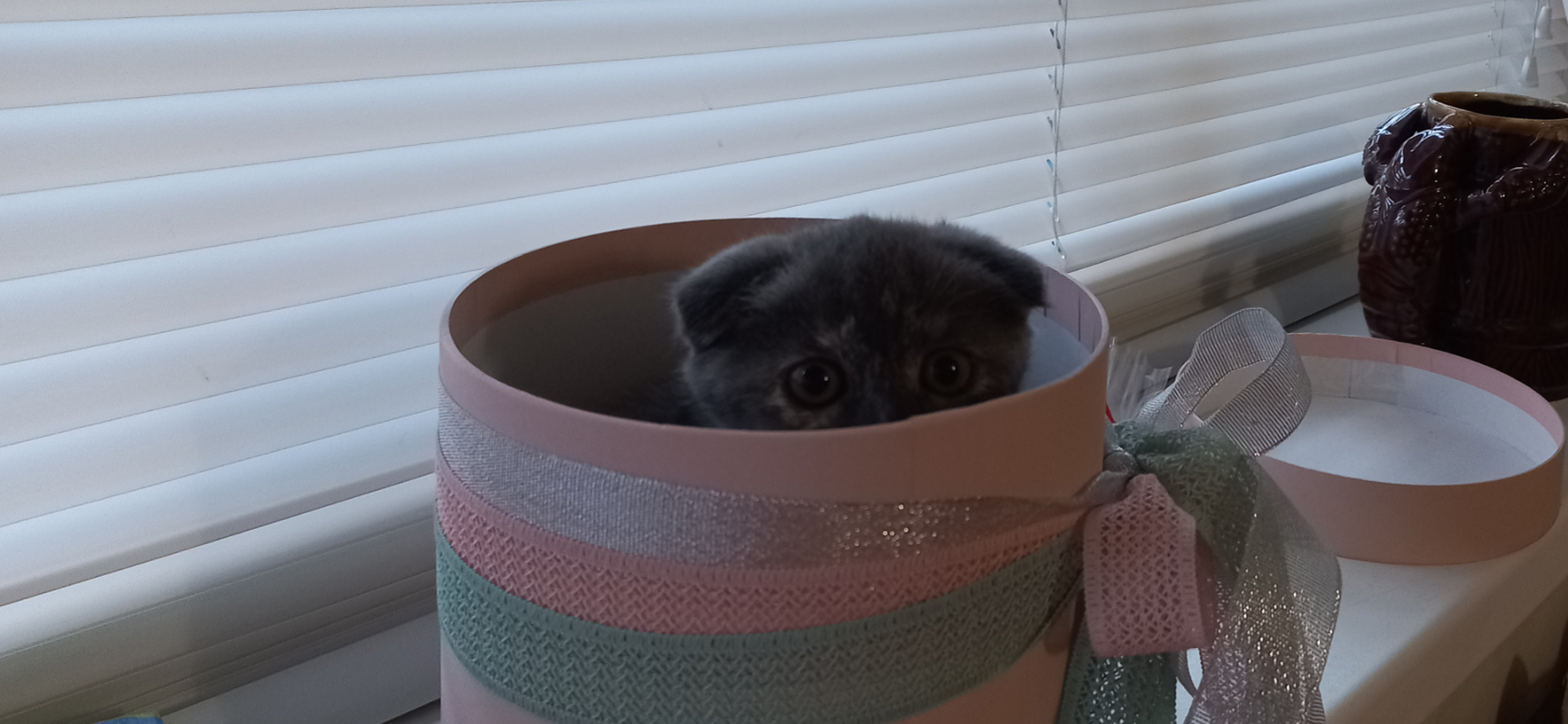 Фото питомца: кошка Ирма прячется в коробке