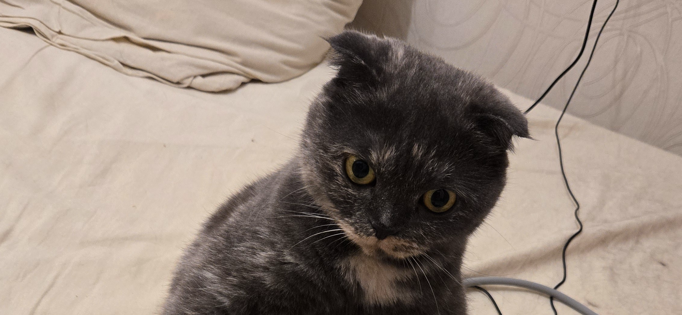 Фото питомца: кошка Ирма задумалась