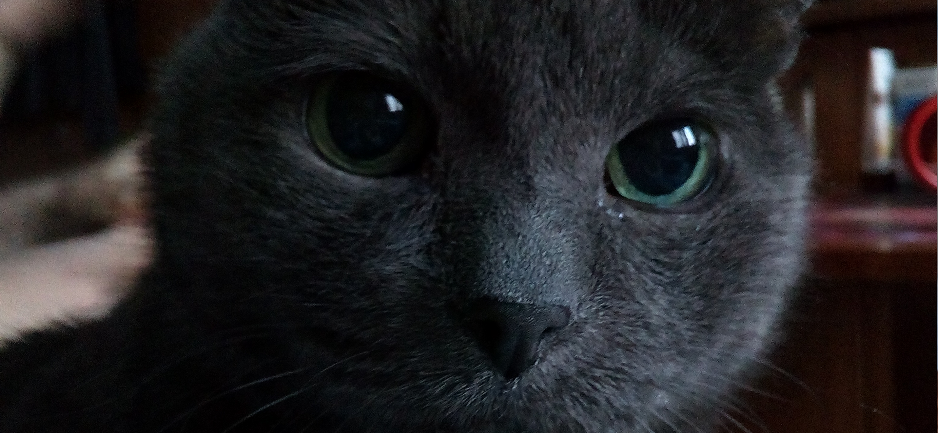 Фото питомца: кот Иржик смотрит в камеру