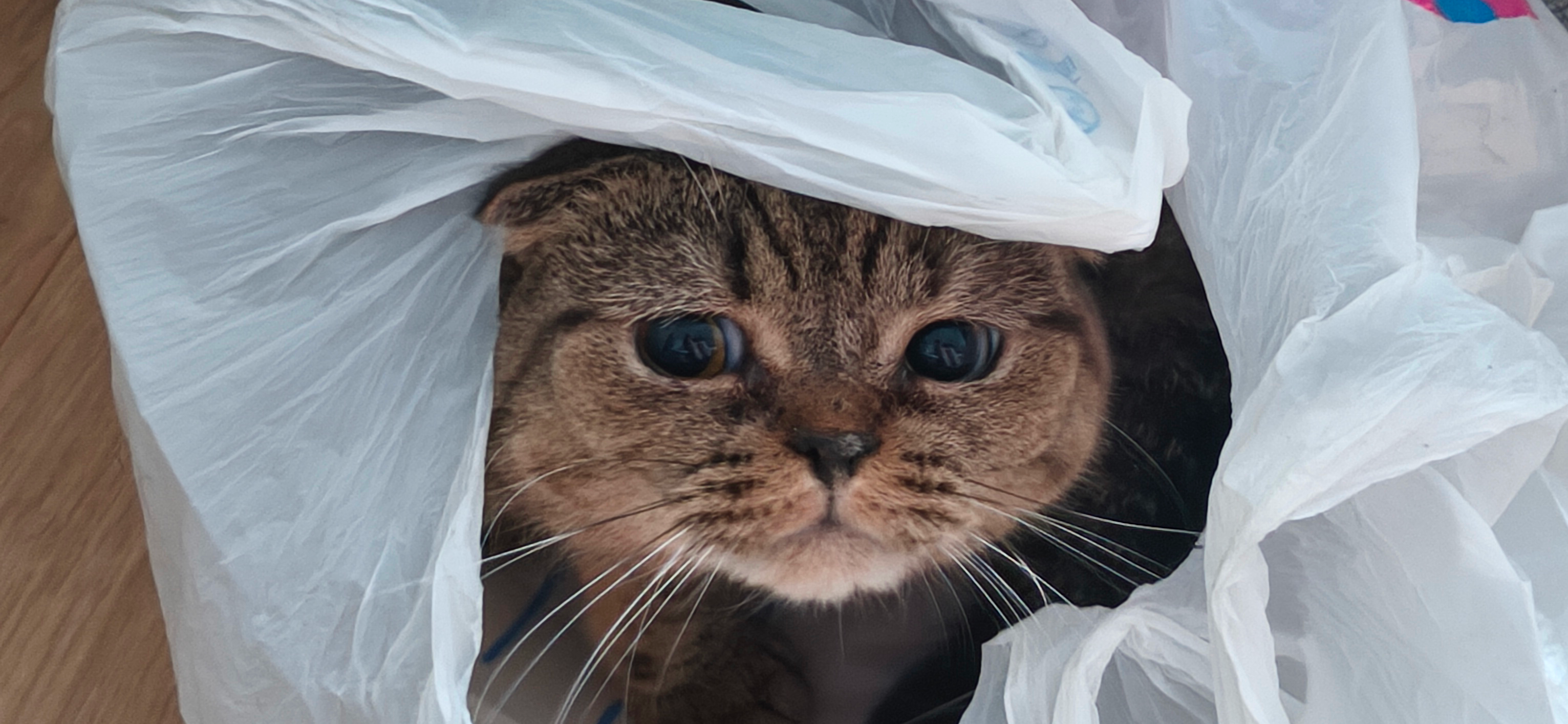 Фото питомца: кот Ивасик изучает пакет